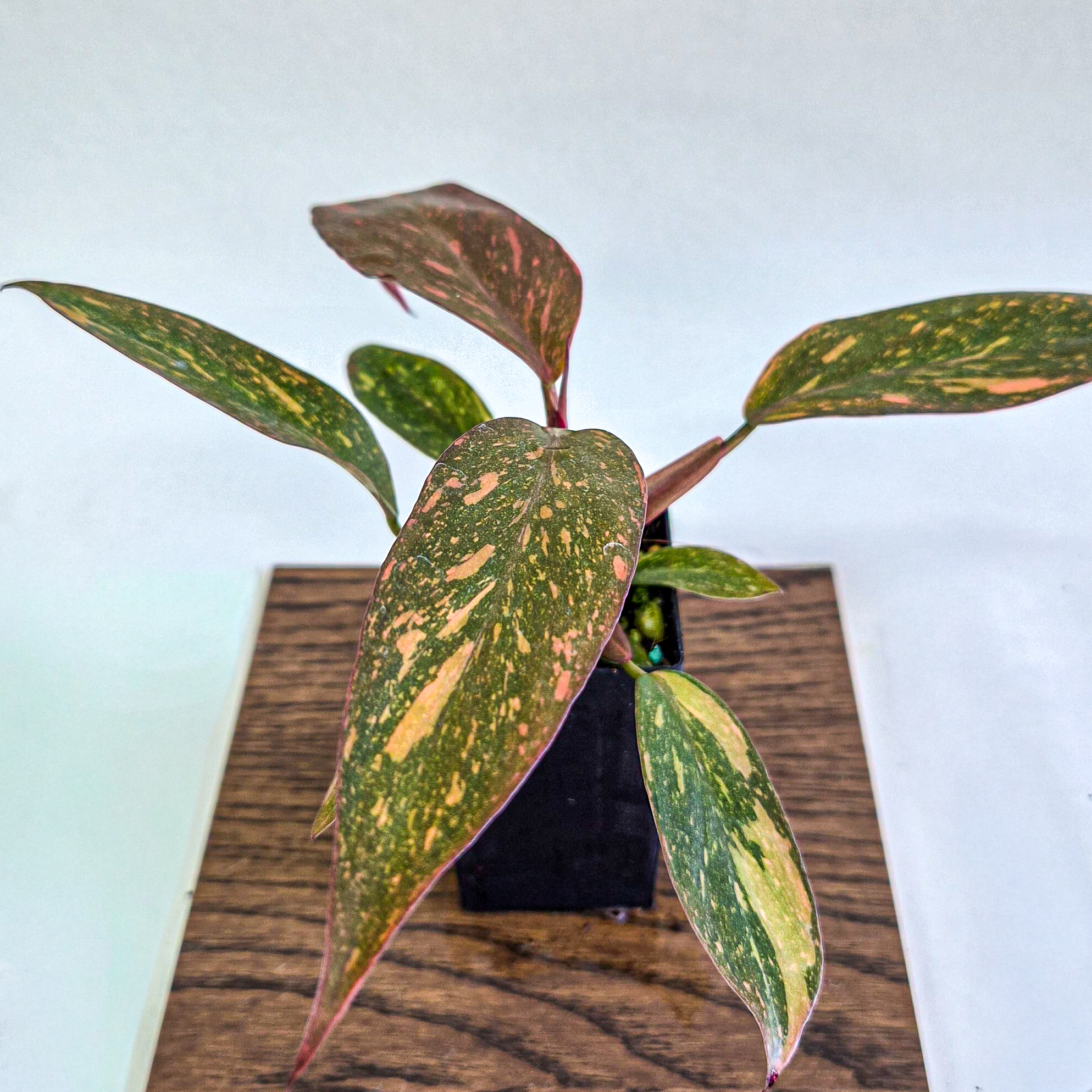 Philodendron Orange Princess