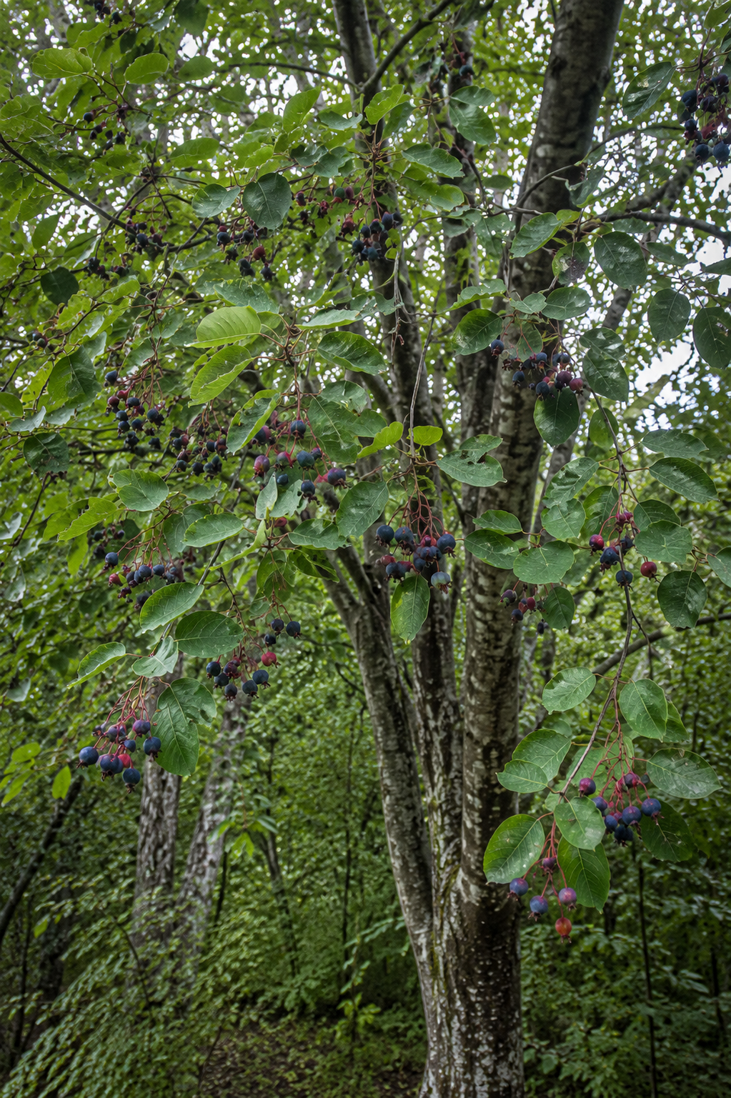 Canadian Serviceberry Bare Root