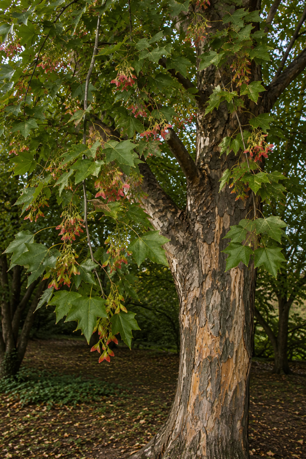 Trident Maple Bare Root