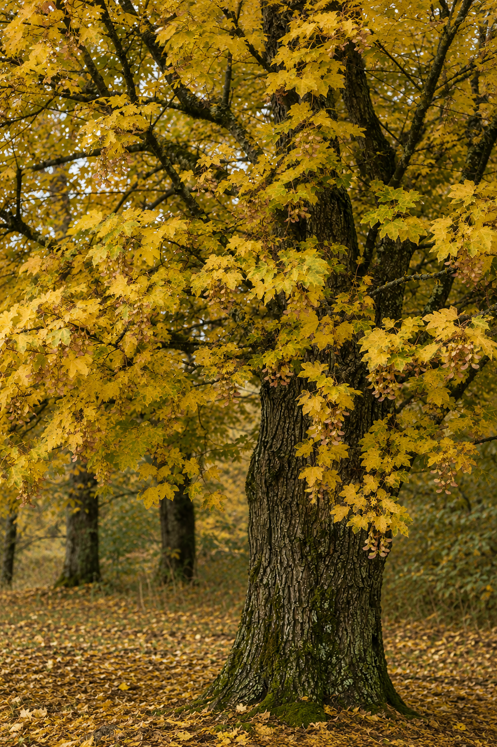 Field Maple Bare Root Hedging
