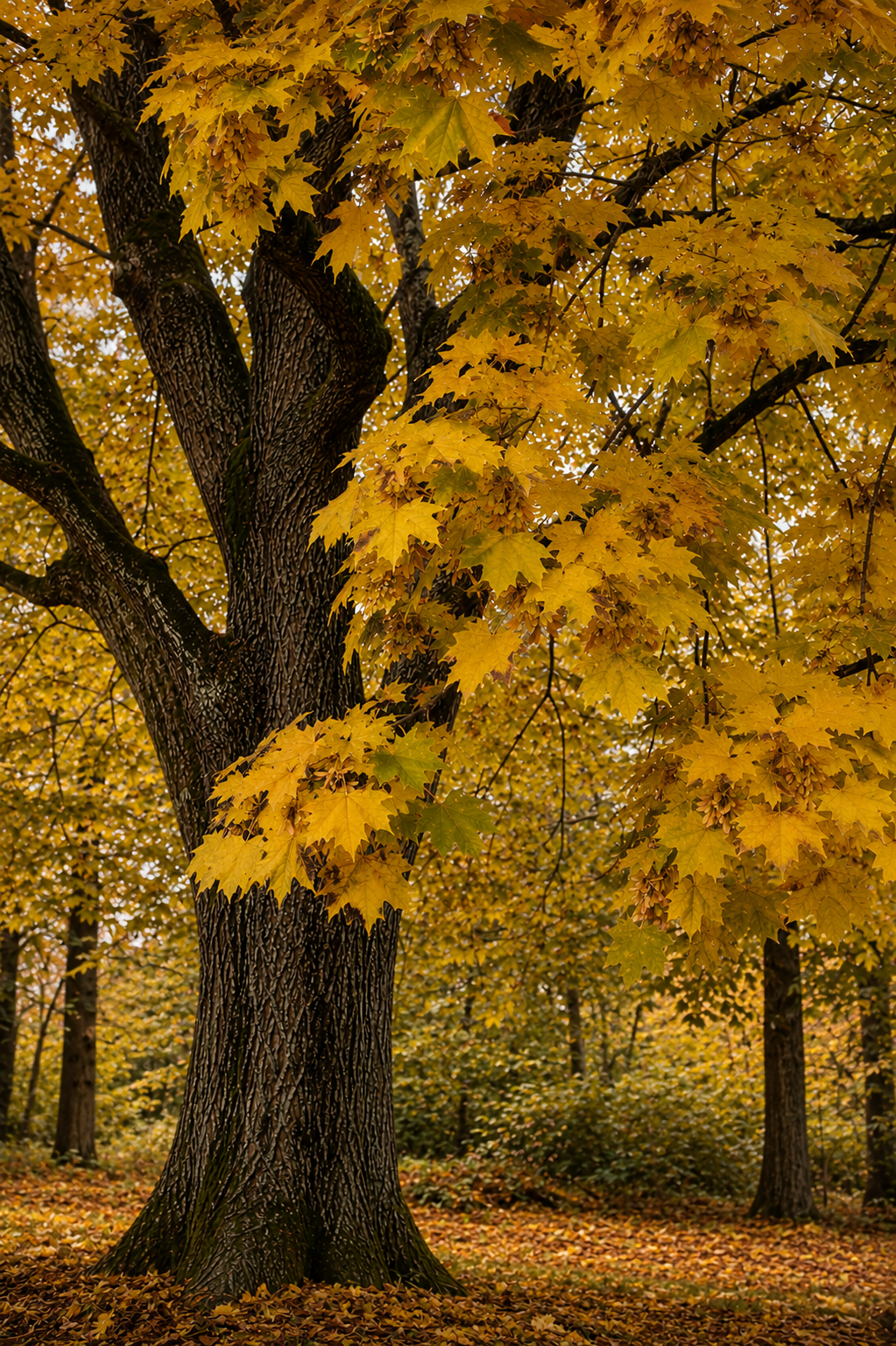 Norway Maple Bare Root Tree