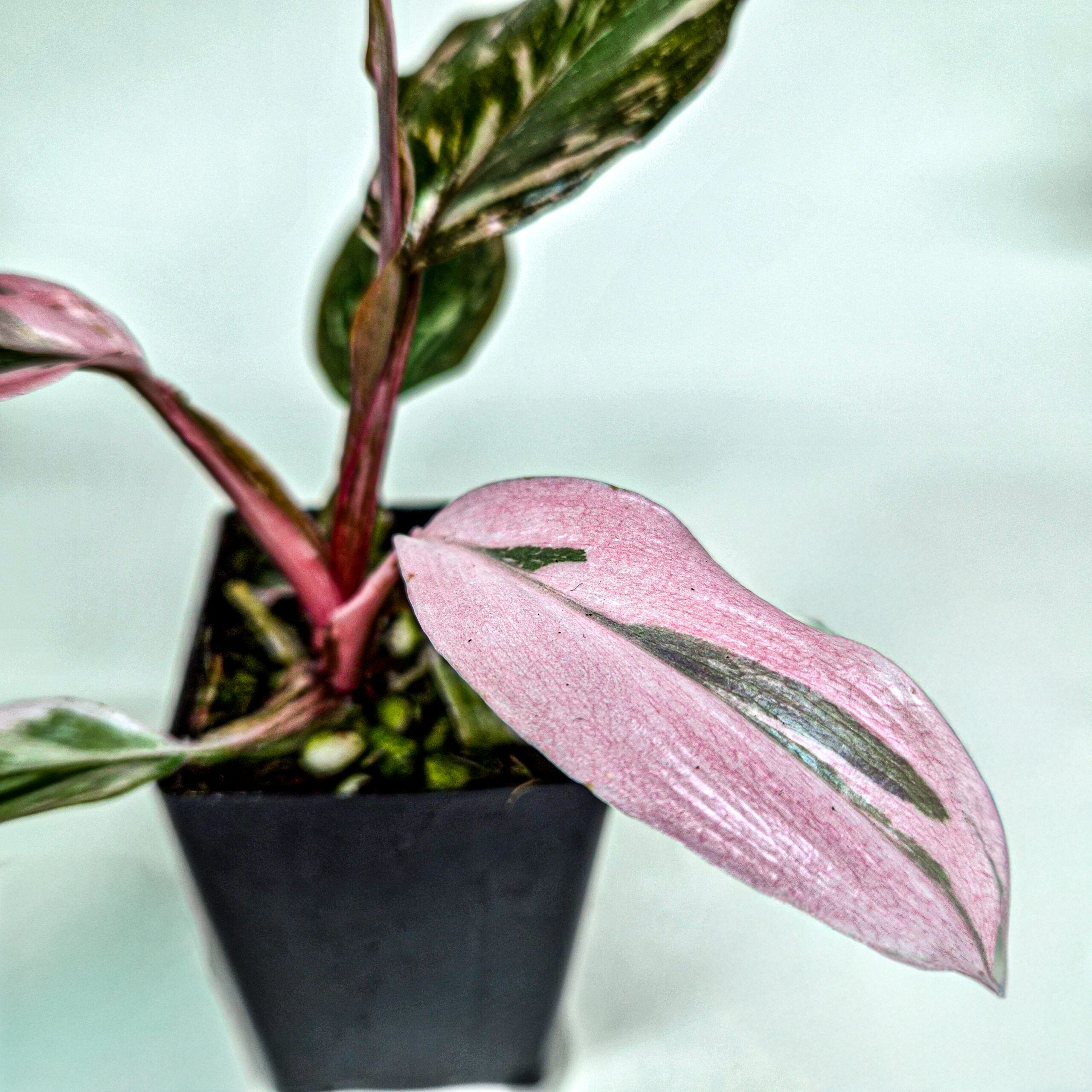Philodendron Pink Princess Galaxy