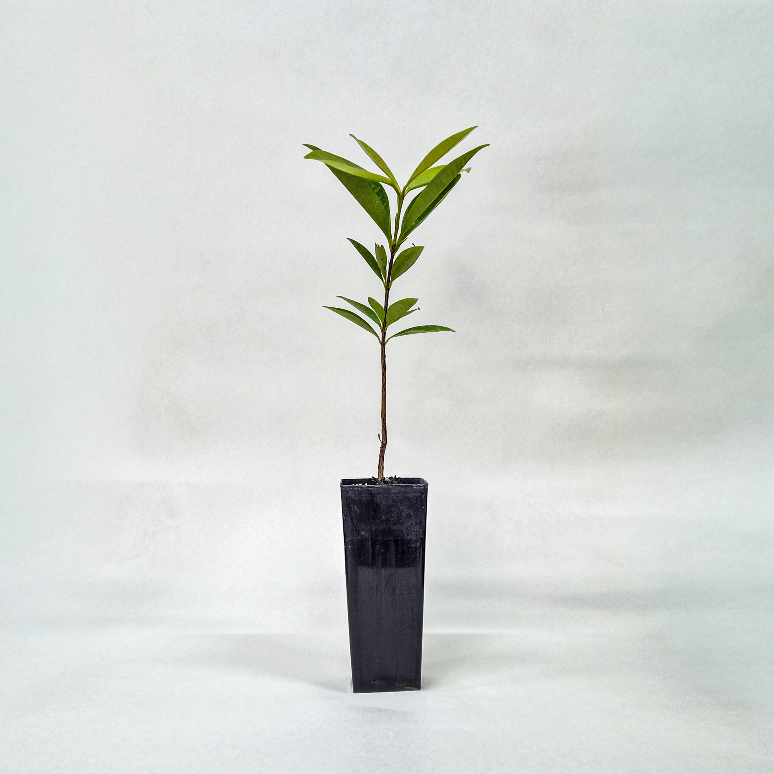 Yellow Grumichama Plant