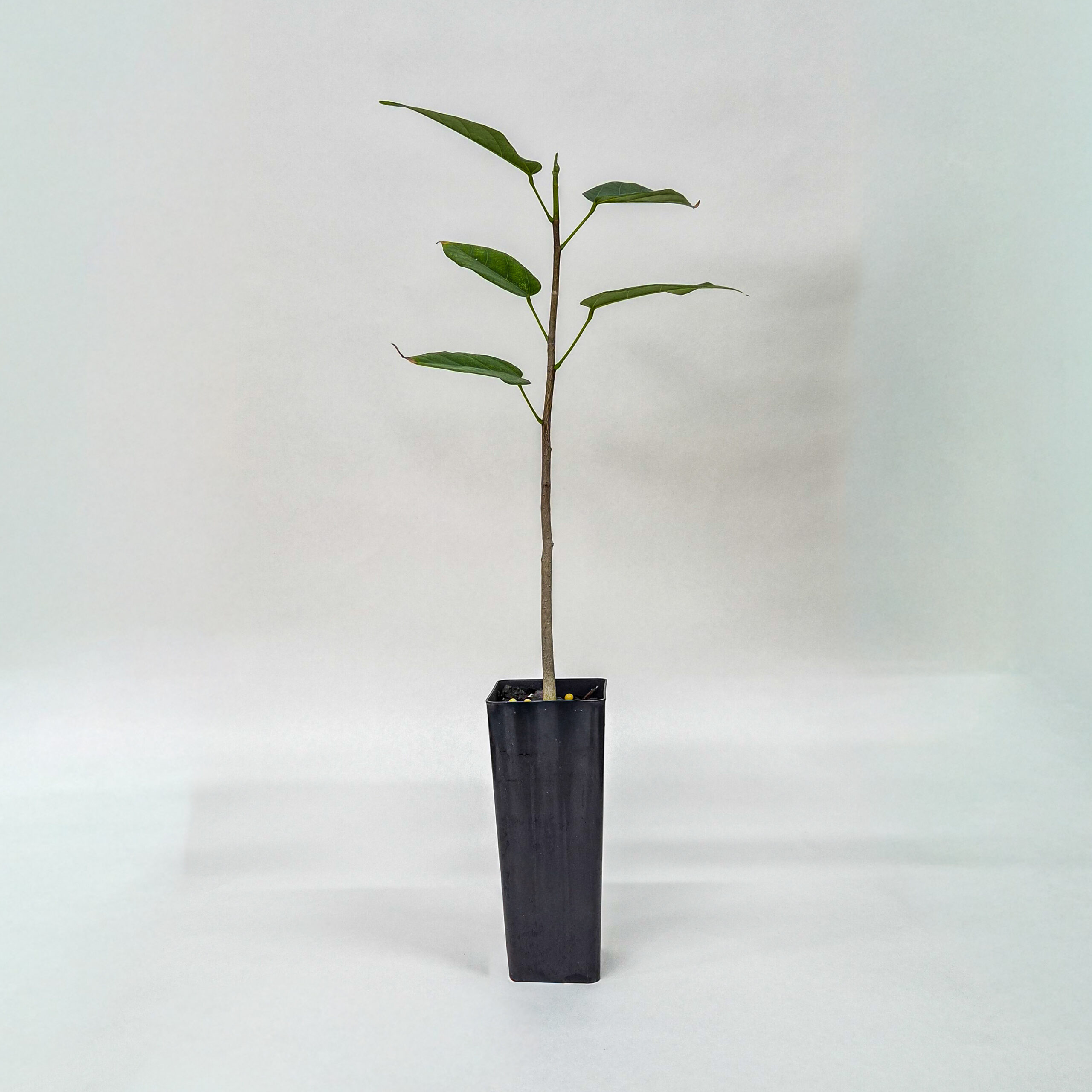 Peanut Tree