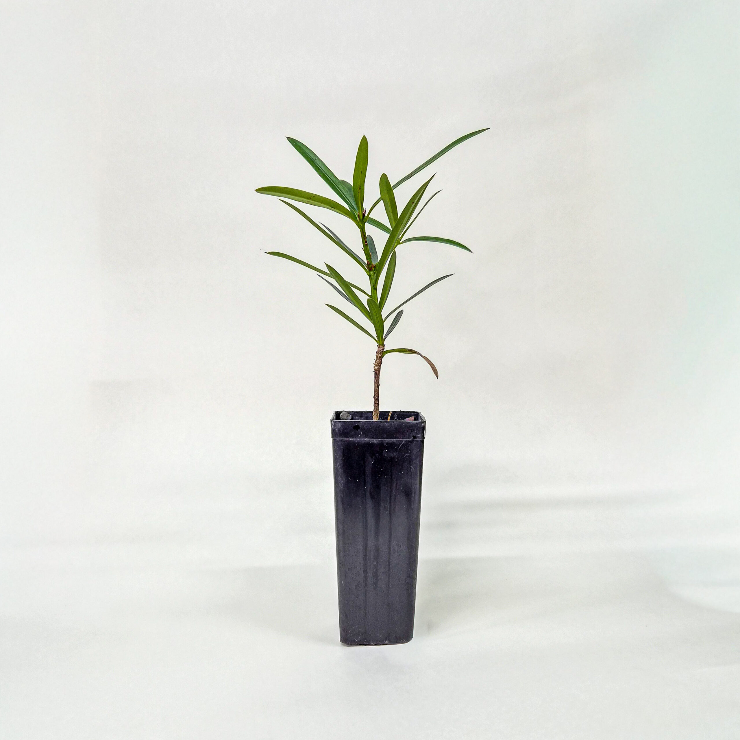 Plum Pine Tree