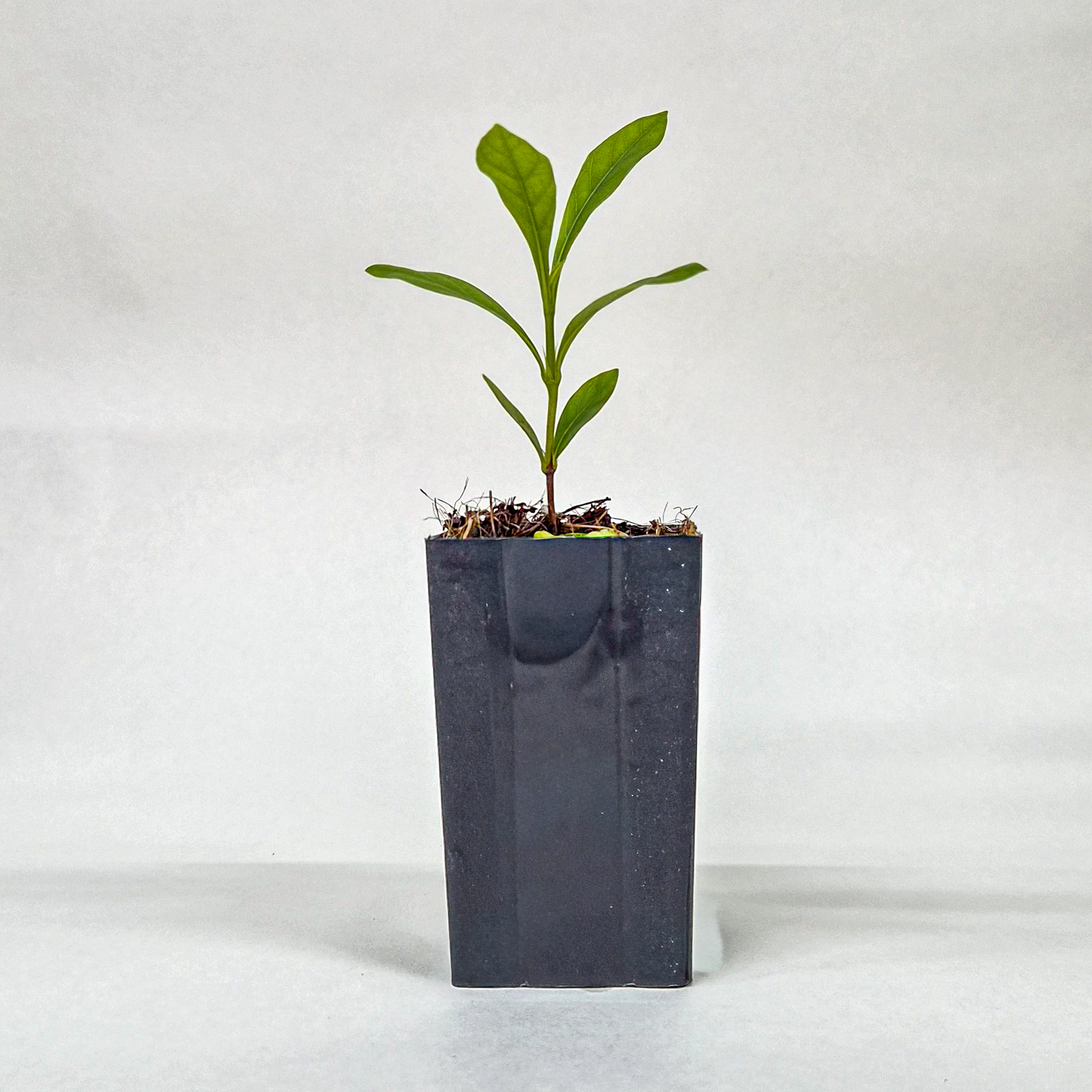 Marmalade Fruit Plant