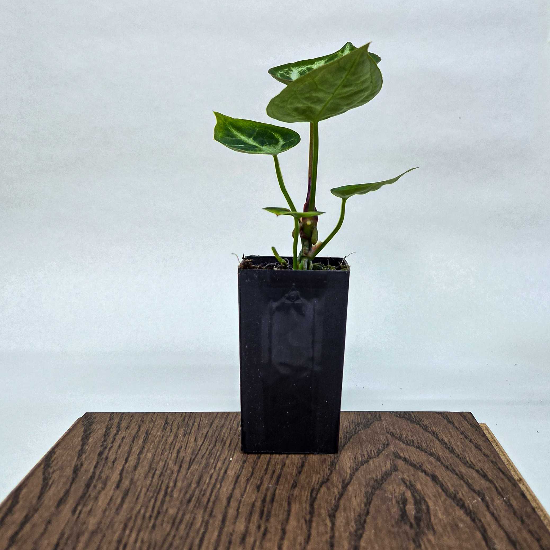 Dorayaki Silver Anthurium