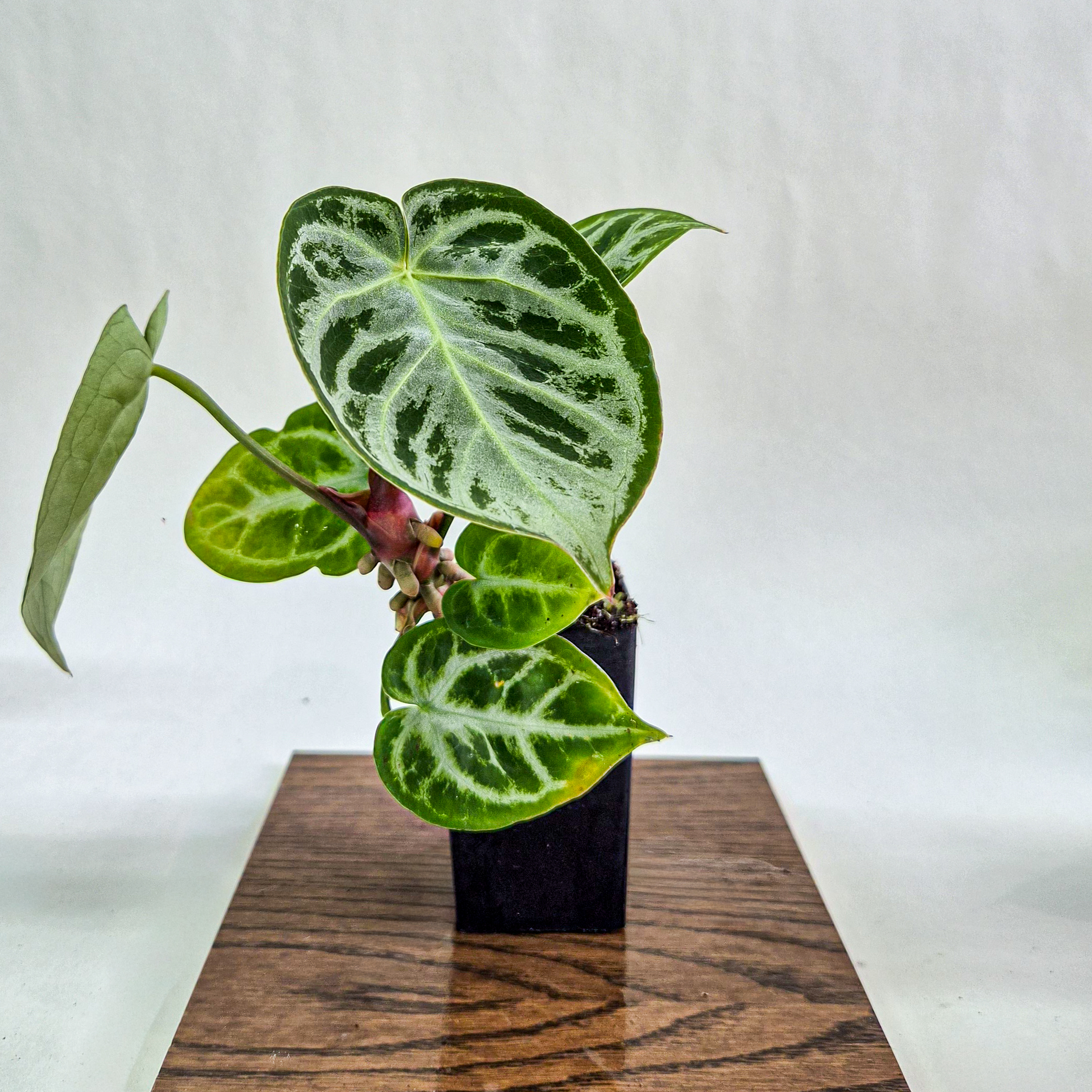 Anthurium Dorayaki Silver