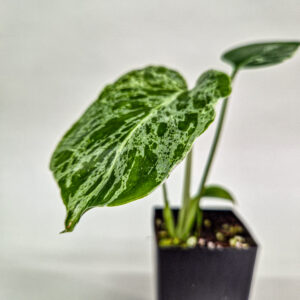 Monstera 'Bulbasaur'