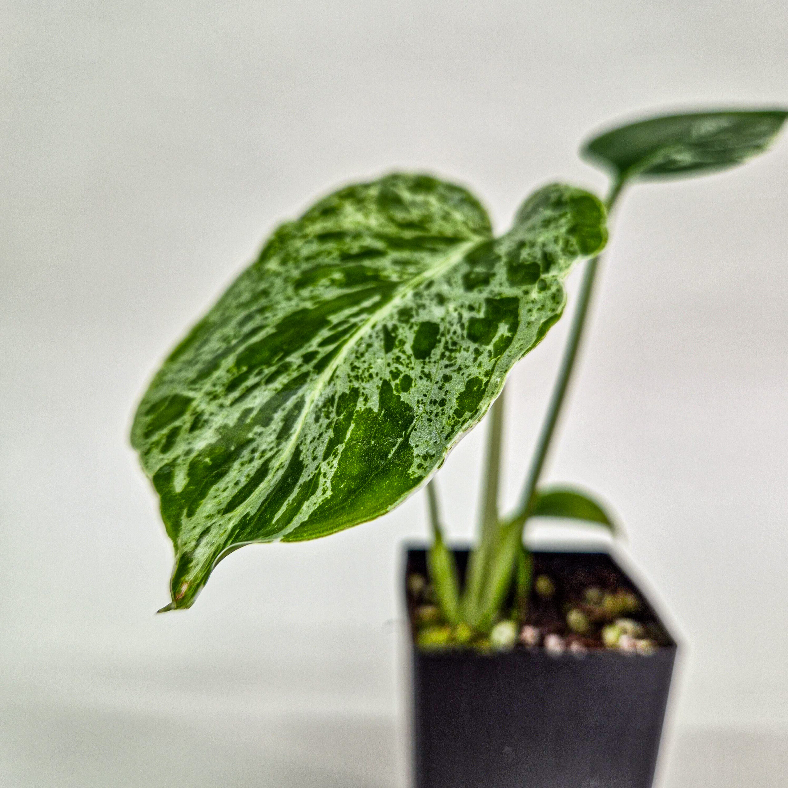 Monstera 'Bulbasaur'