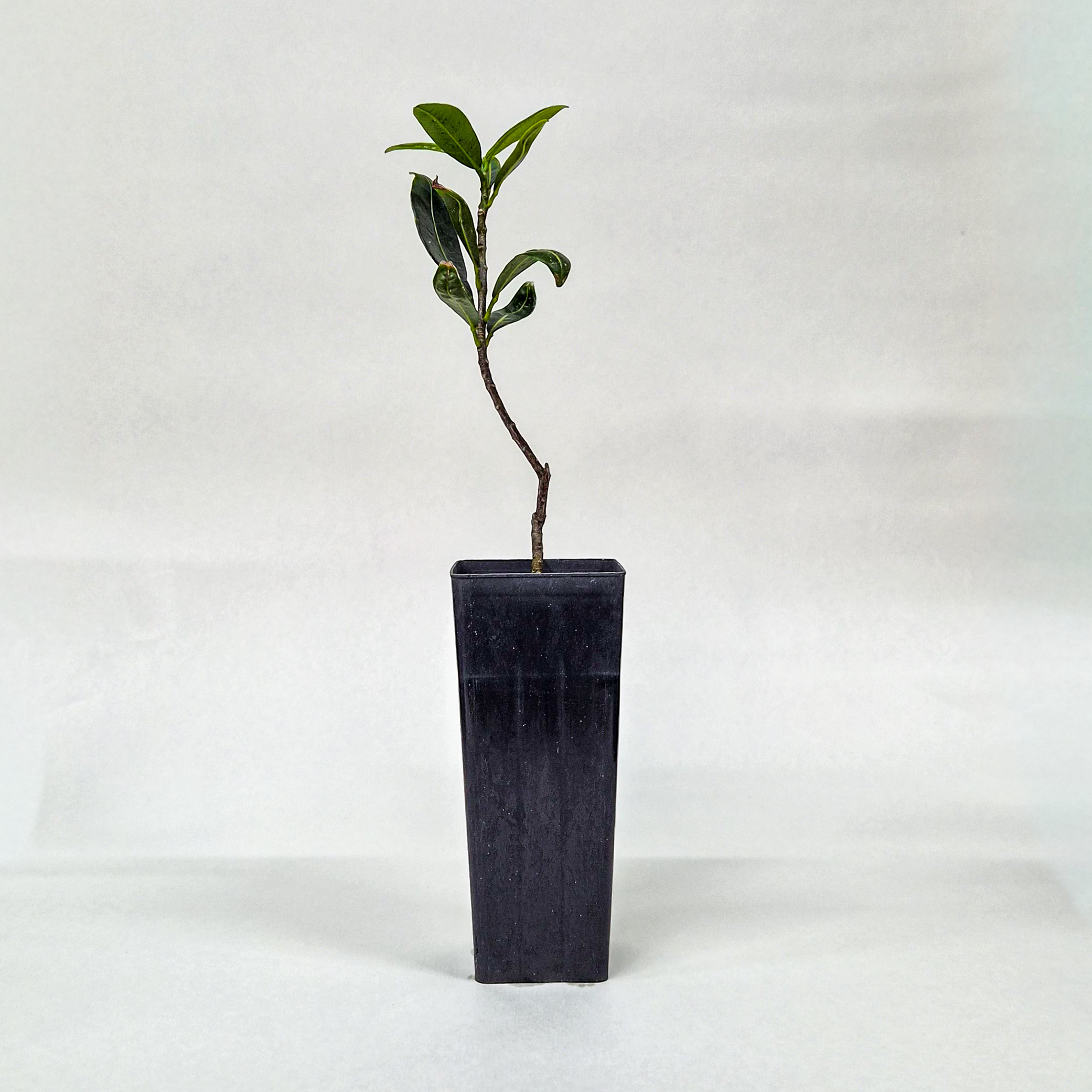 Lemon Aspen Plant