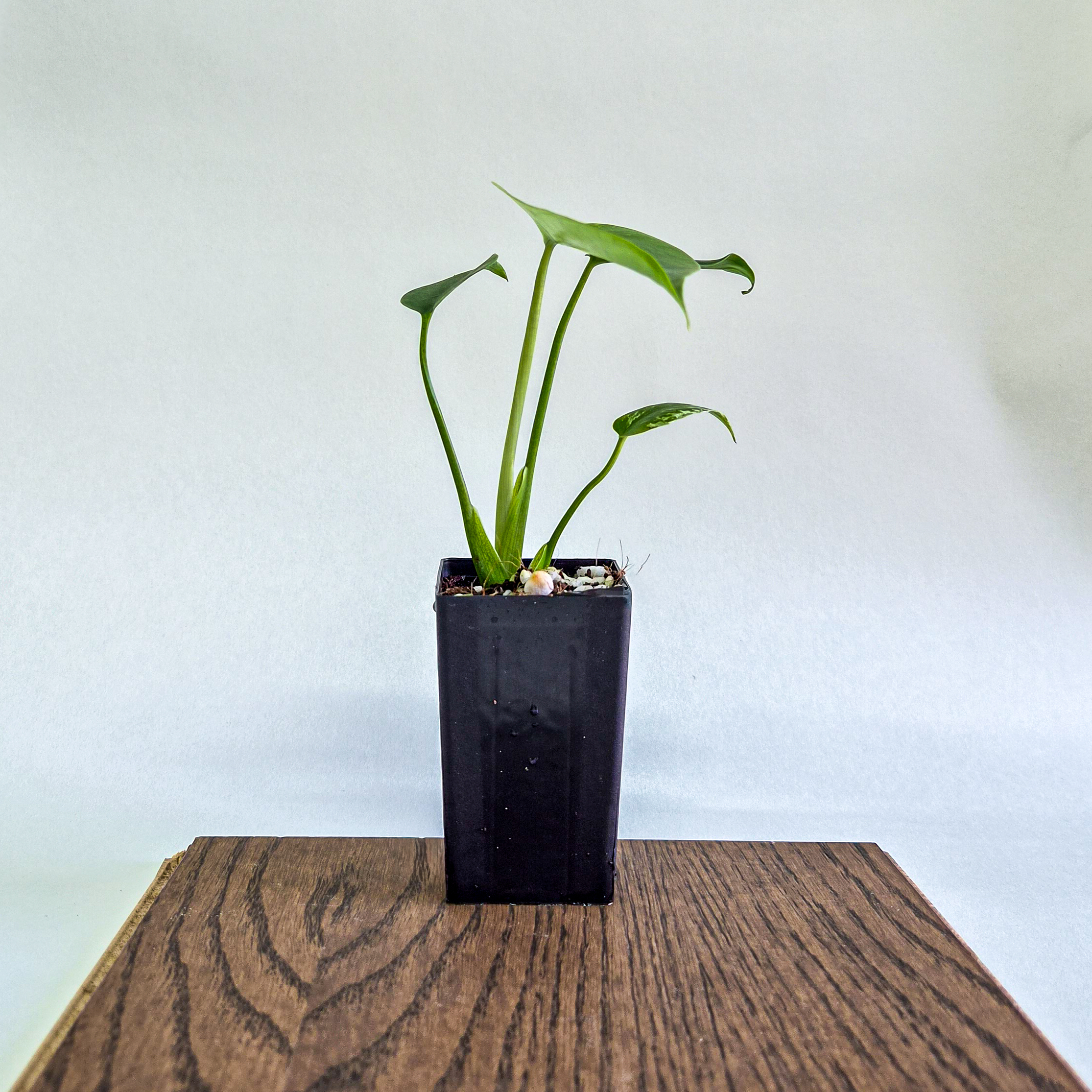 Monstera Devil Monster Variegated