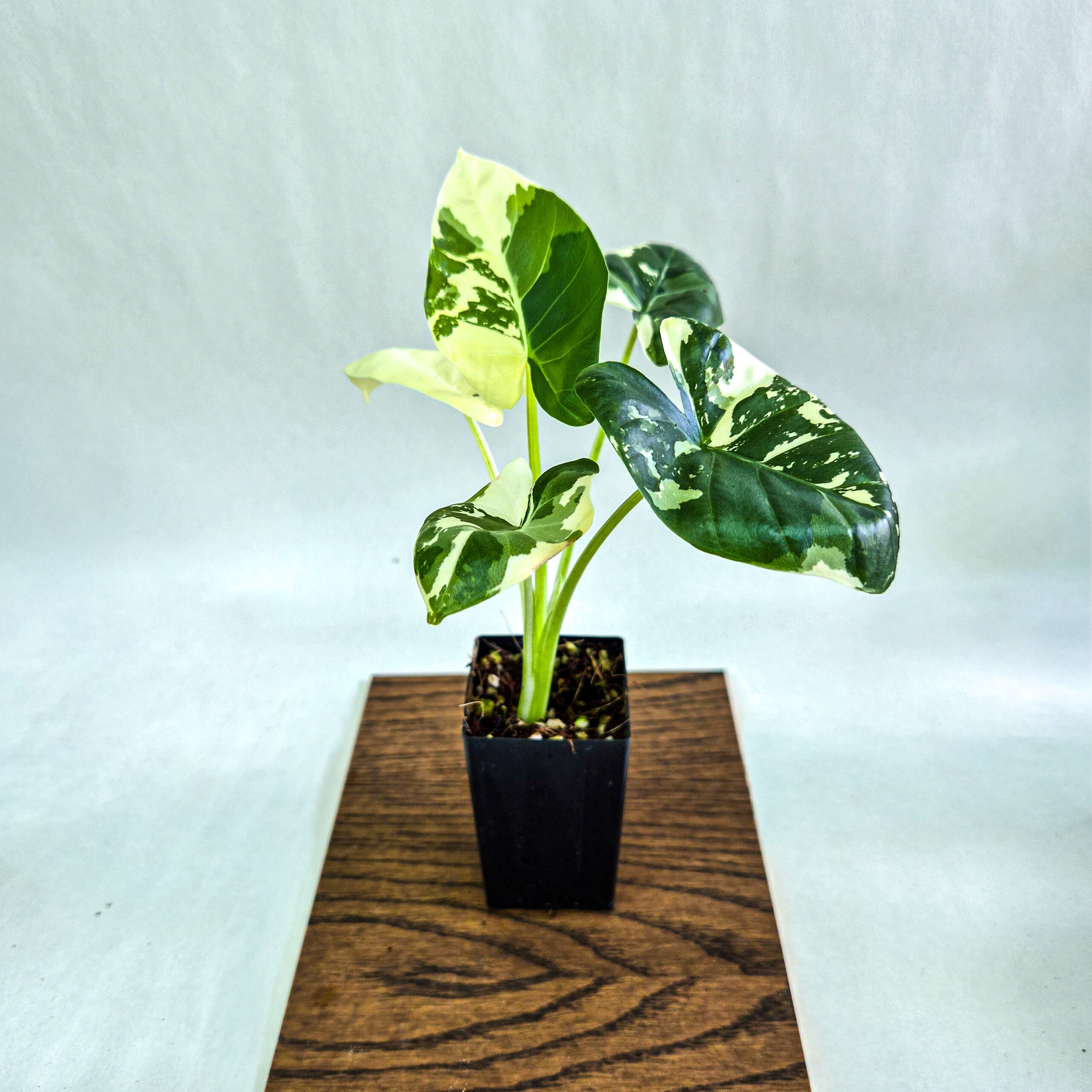 Alocasia macrorrhizos Albo