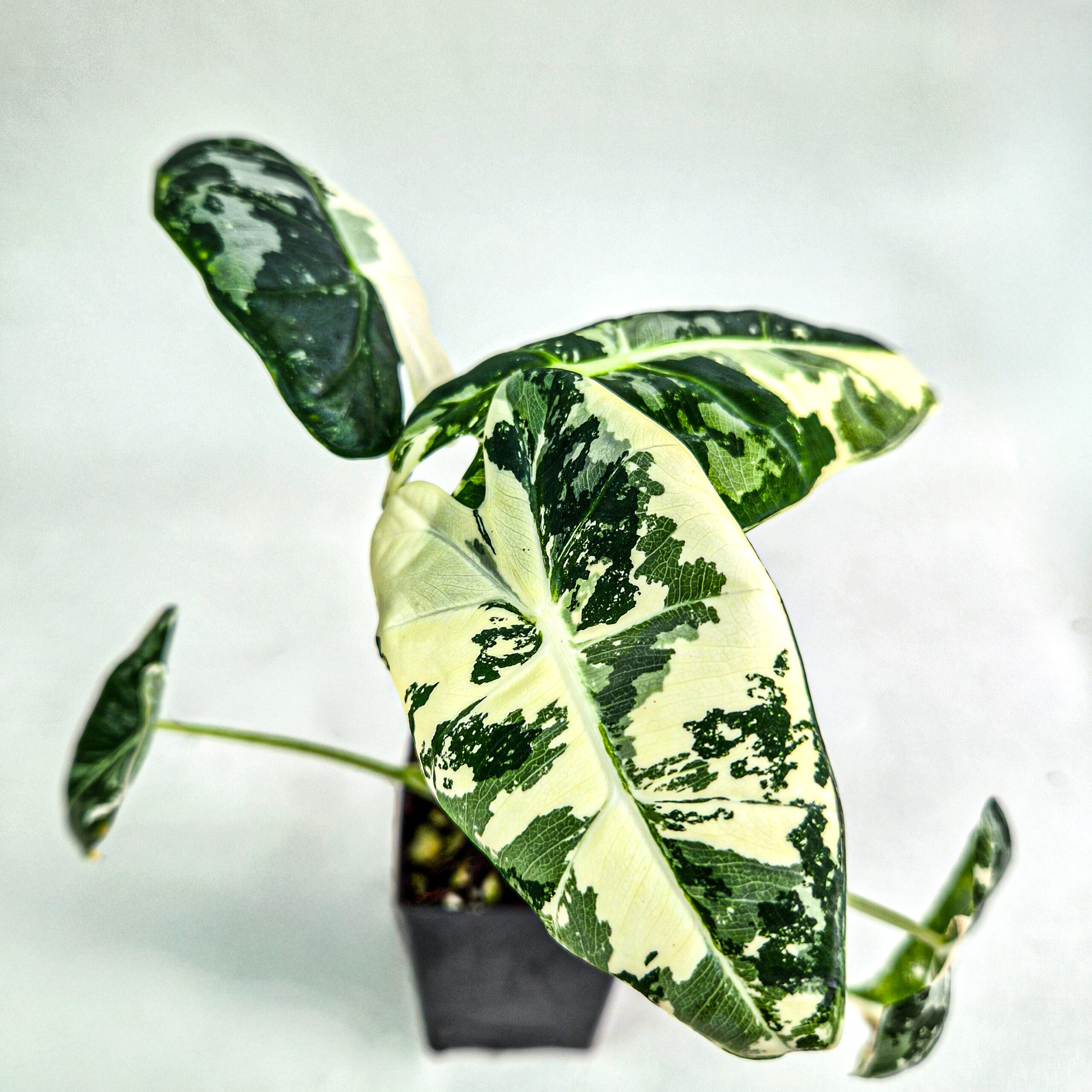 Alocasia Frydek Variegated Plant