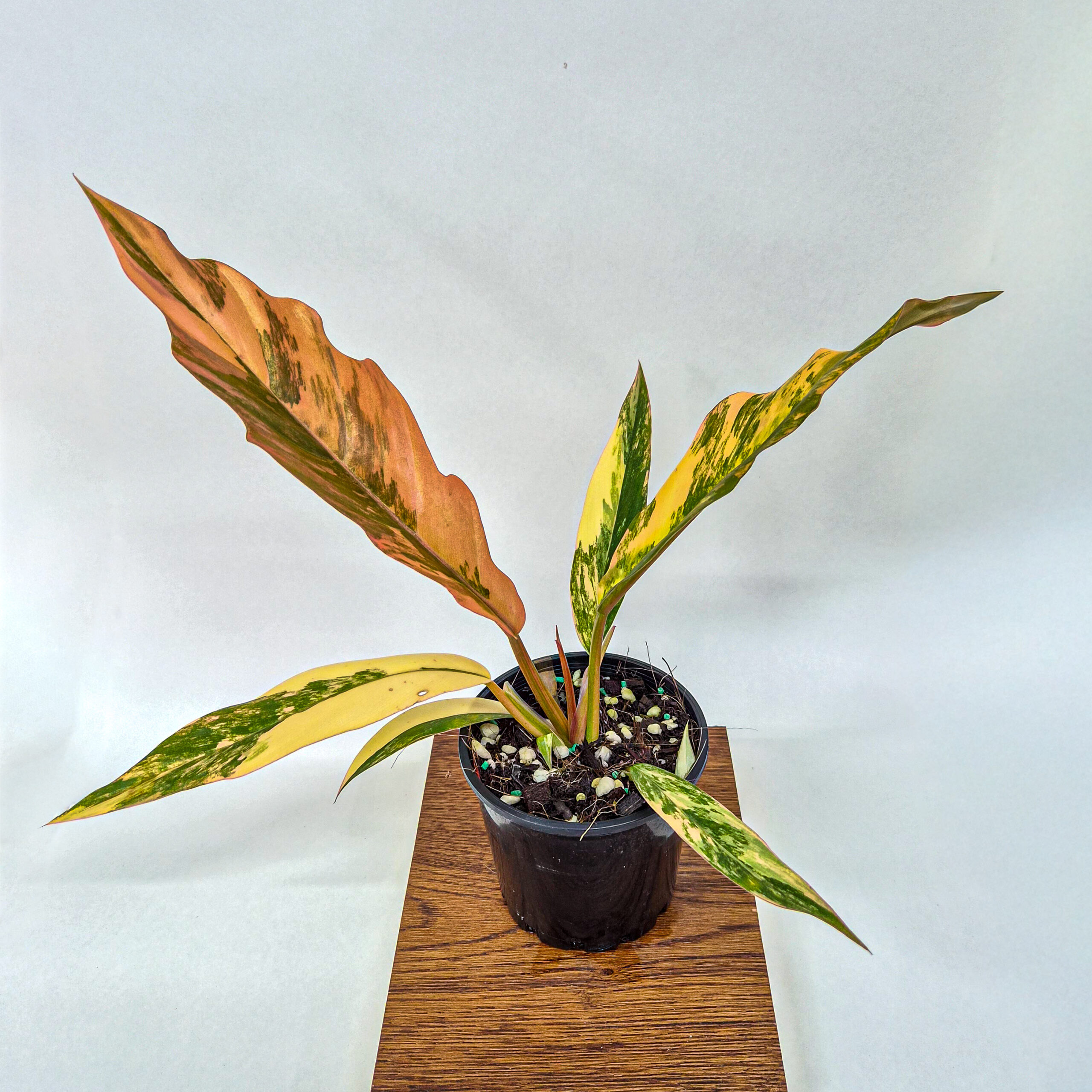 Philodendron Caramel Marble Variegated Plant