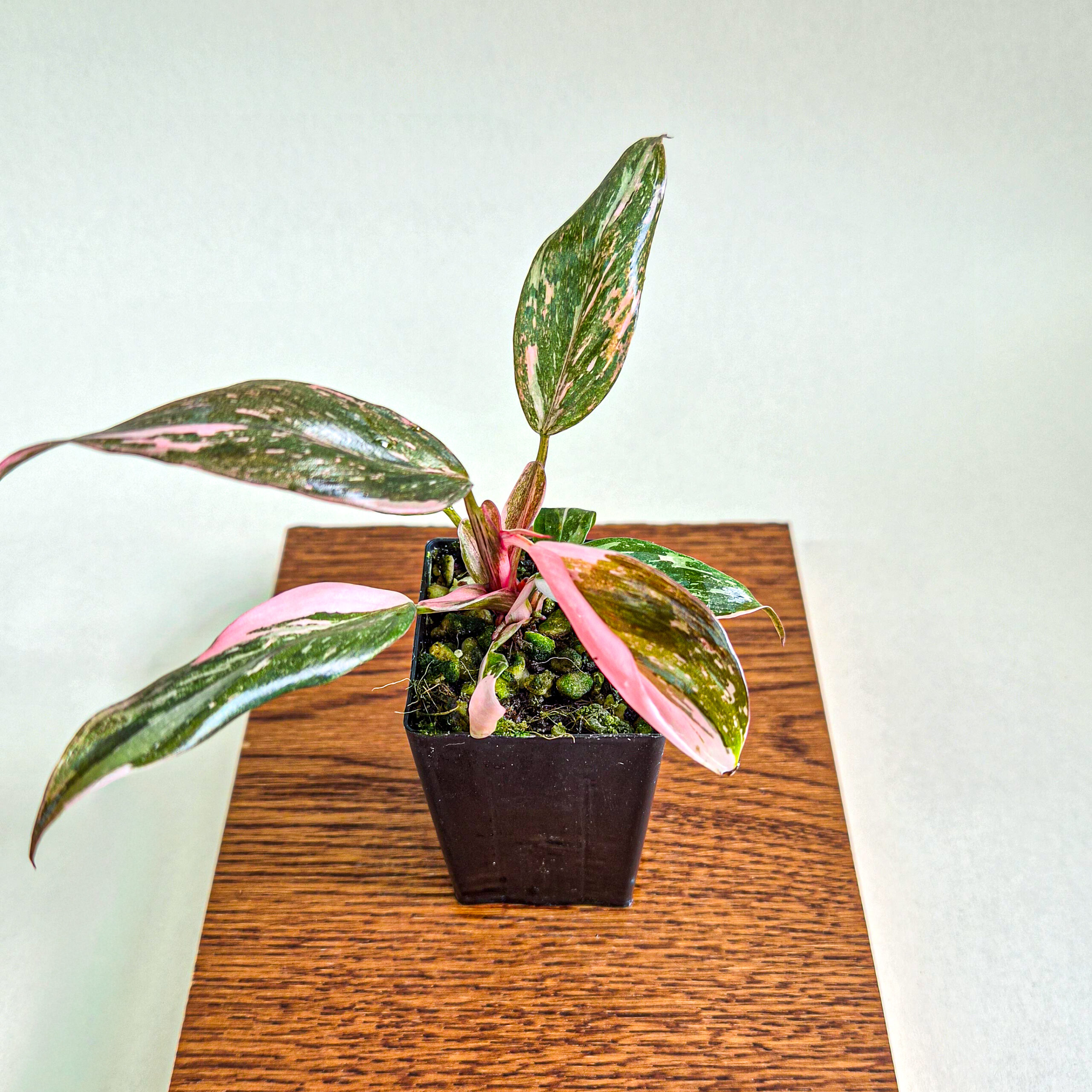 Philodendron Pink Princess Marble Plant