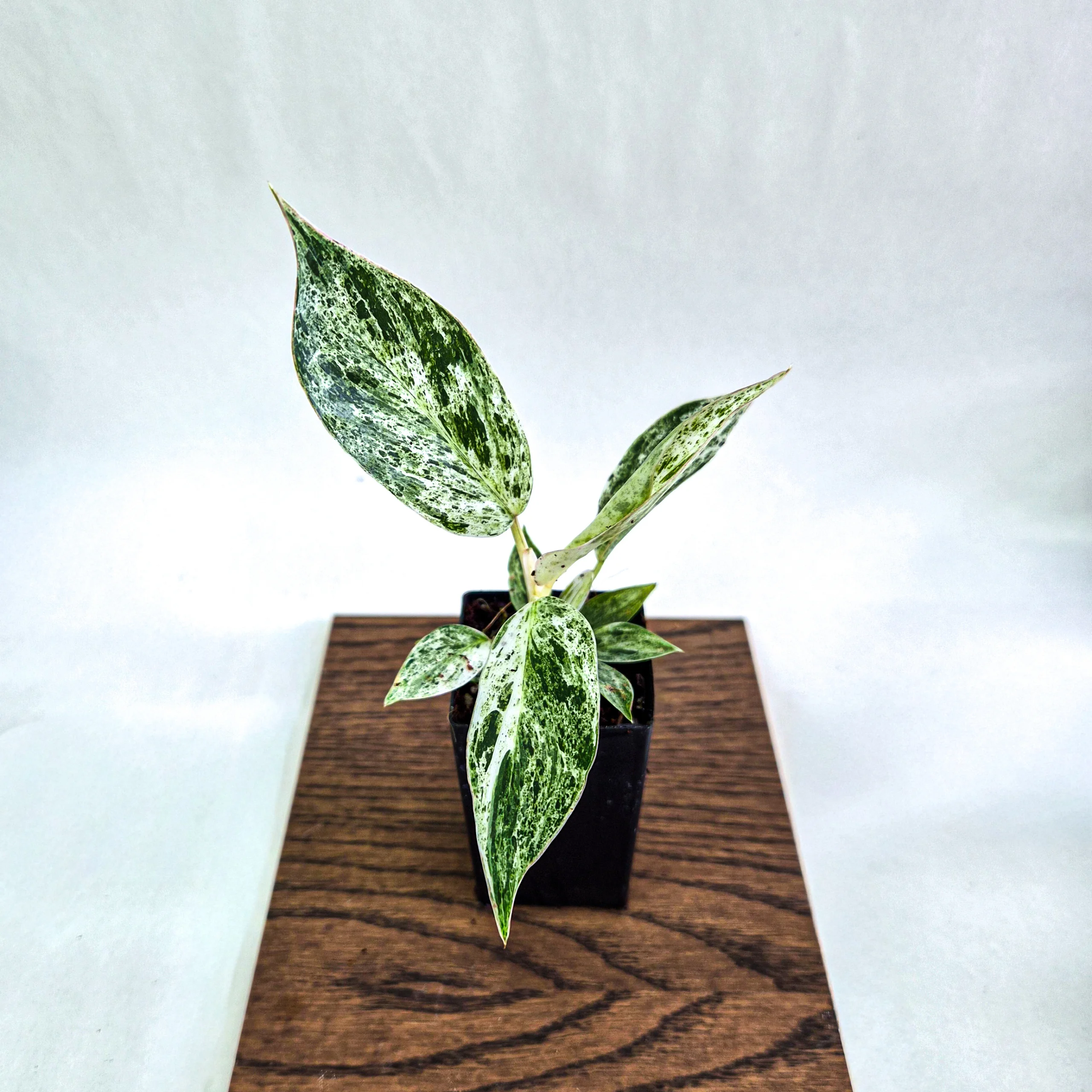 Philodendron Green Emerald Variegated