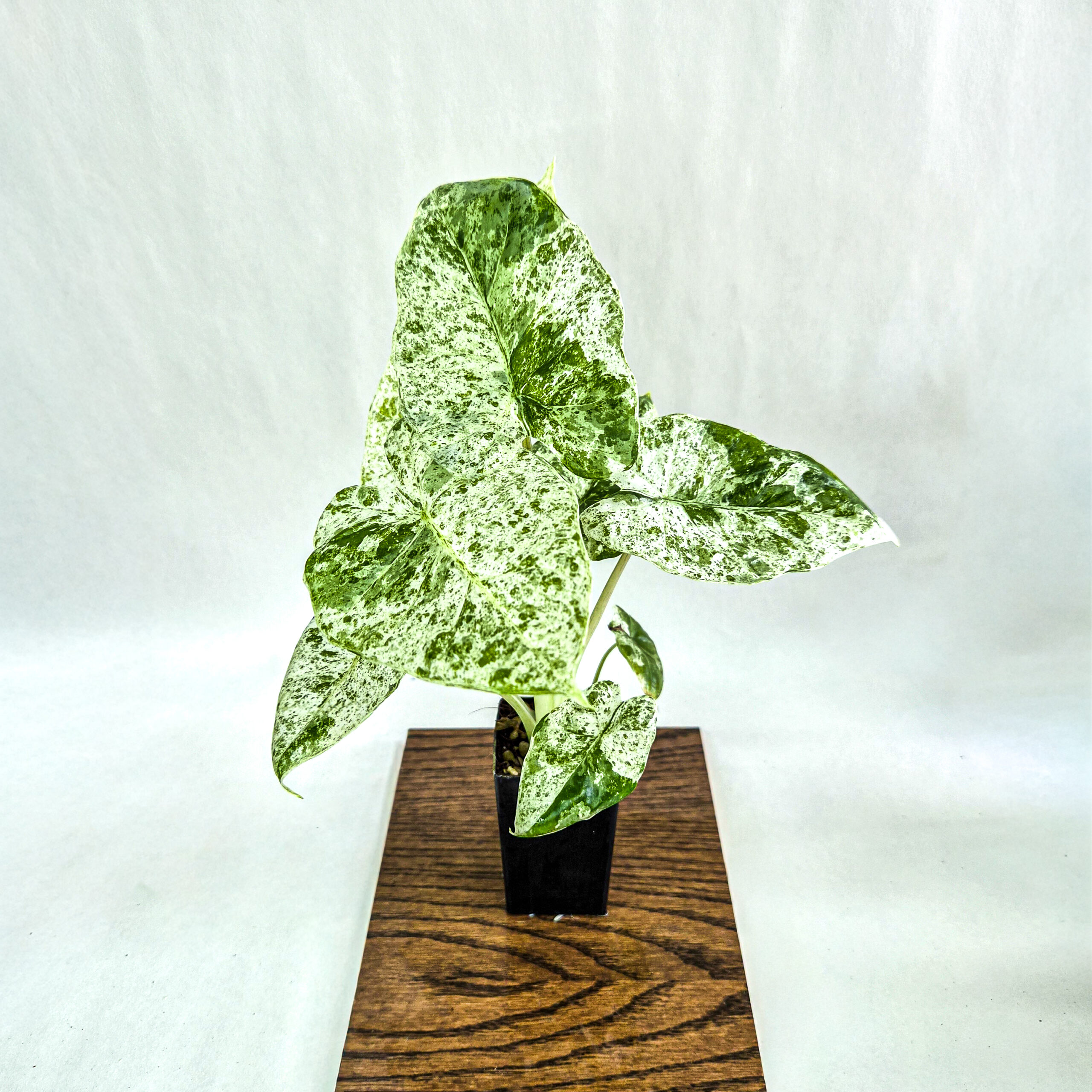 Alocasia Batik Plant