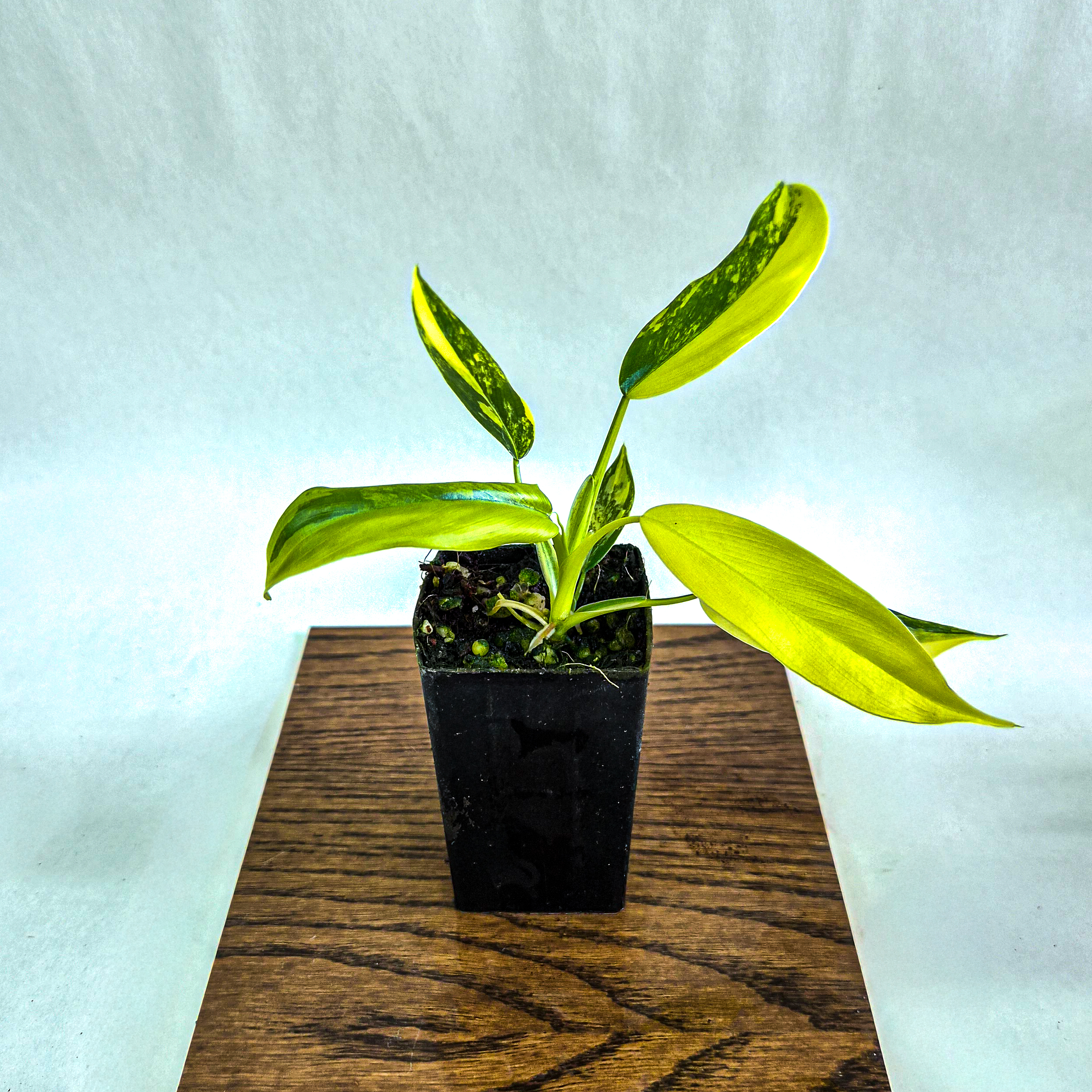 Philodendron Mango Milkshake