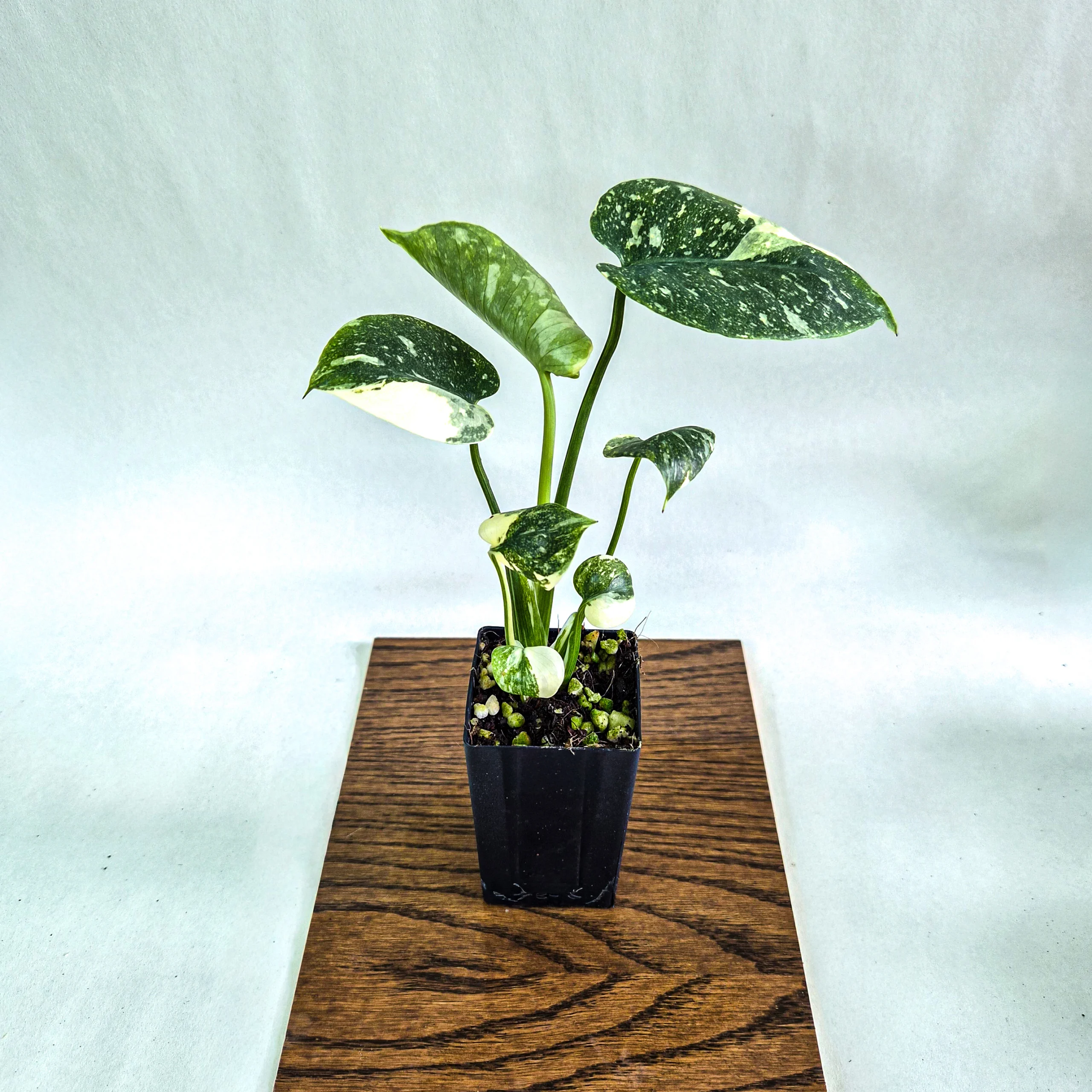 Monstera Cream Cheese