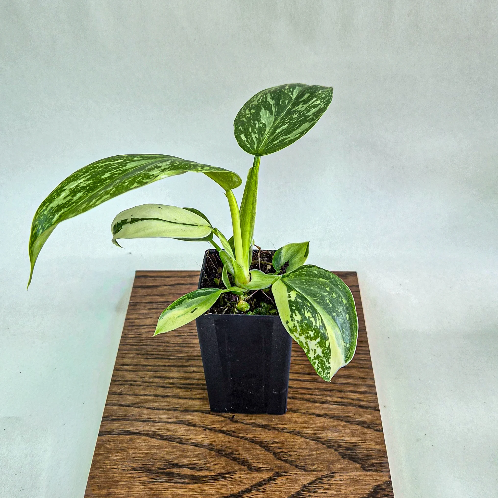 Philodendron Jose Buono