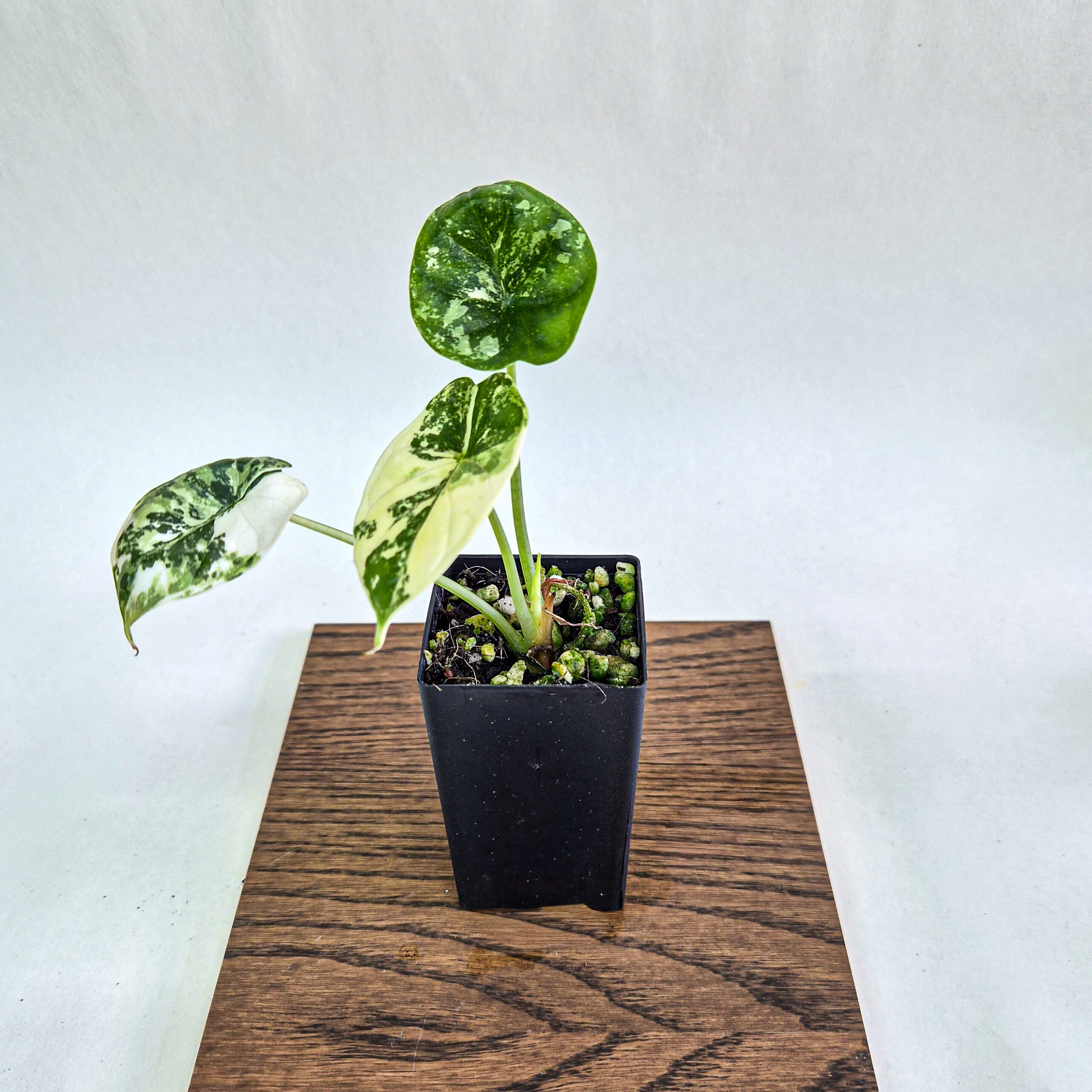 Alocasia Dragon Scale Albo