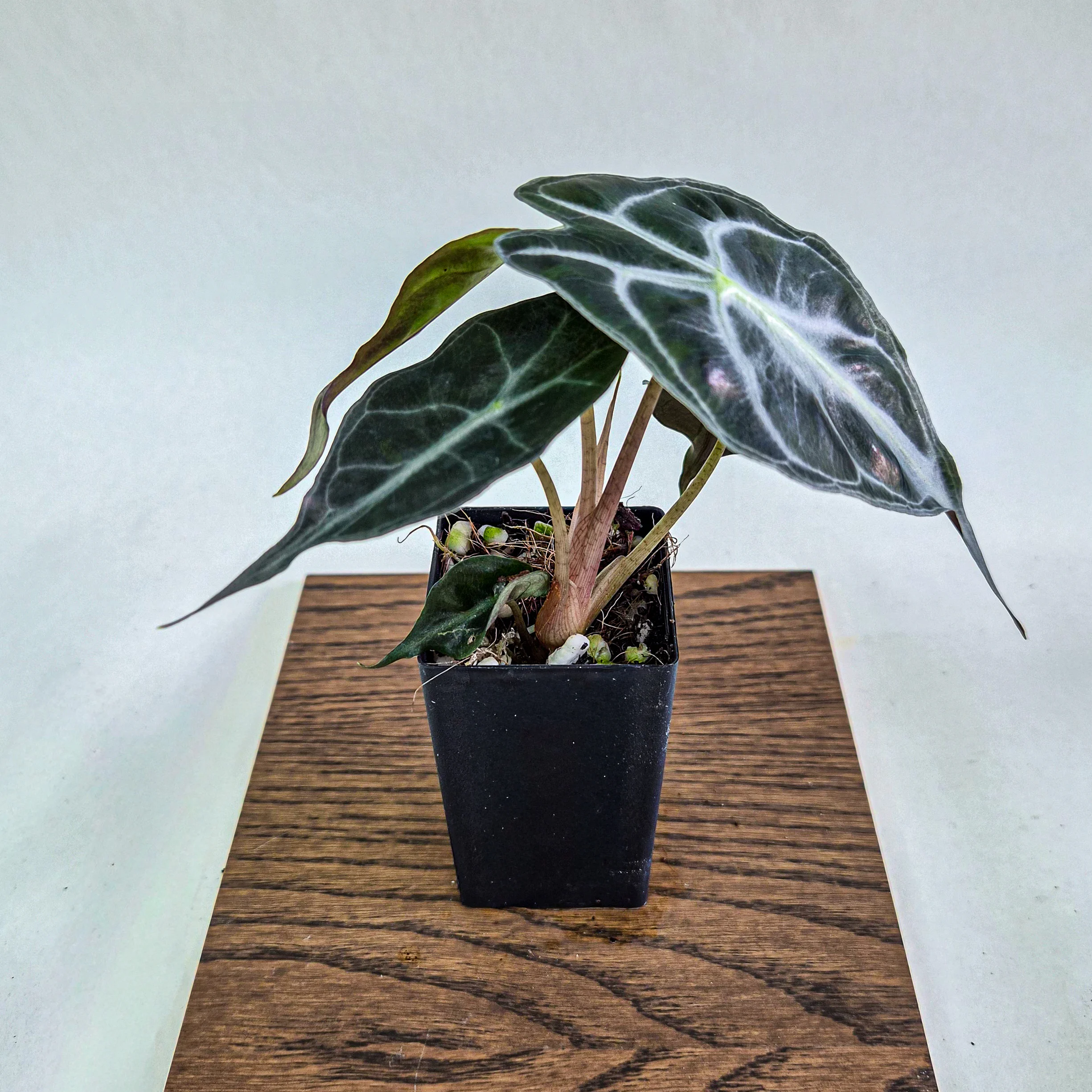 Alocasia ‘Venom’