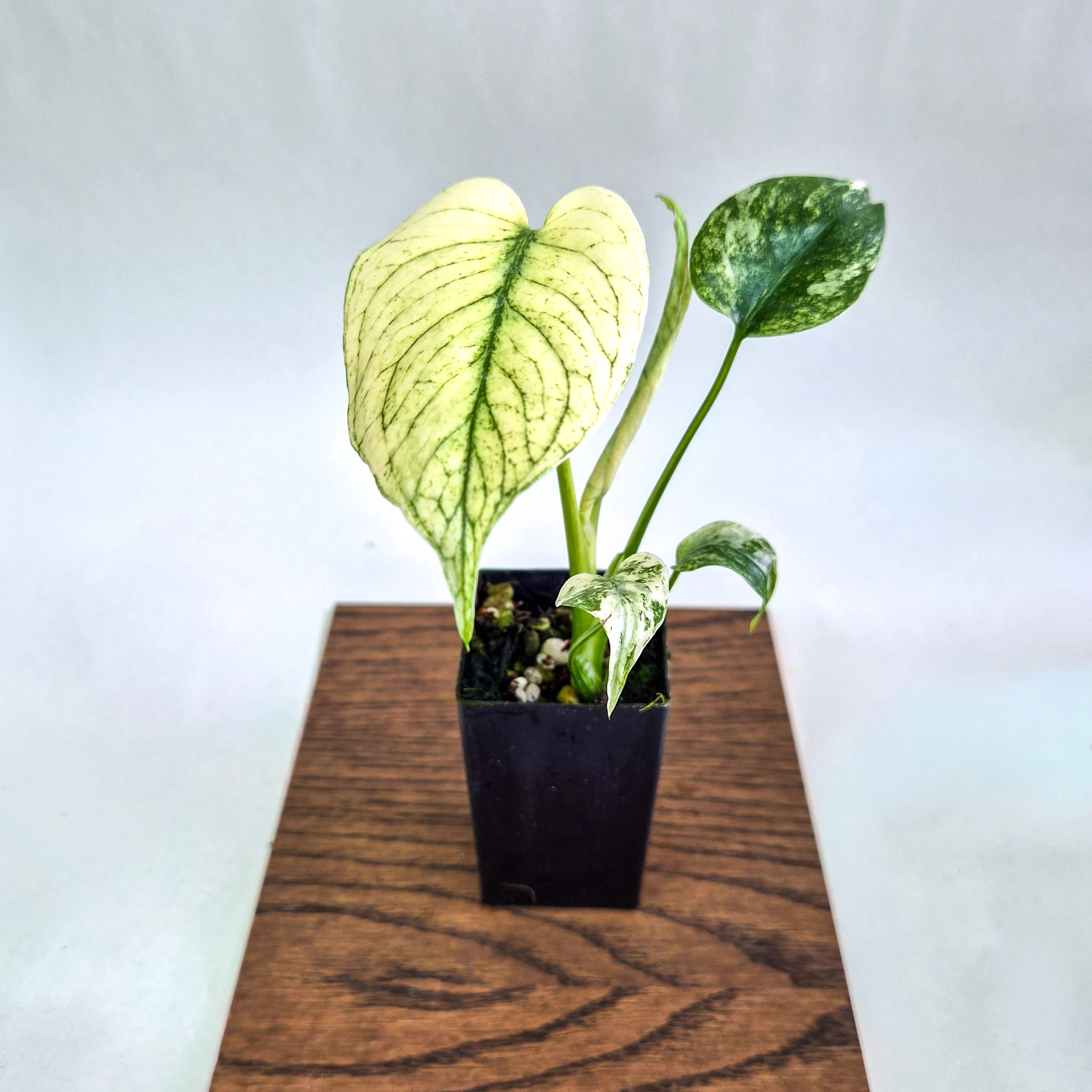 Monstera deliciosa ‘White Monster’