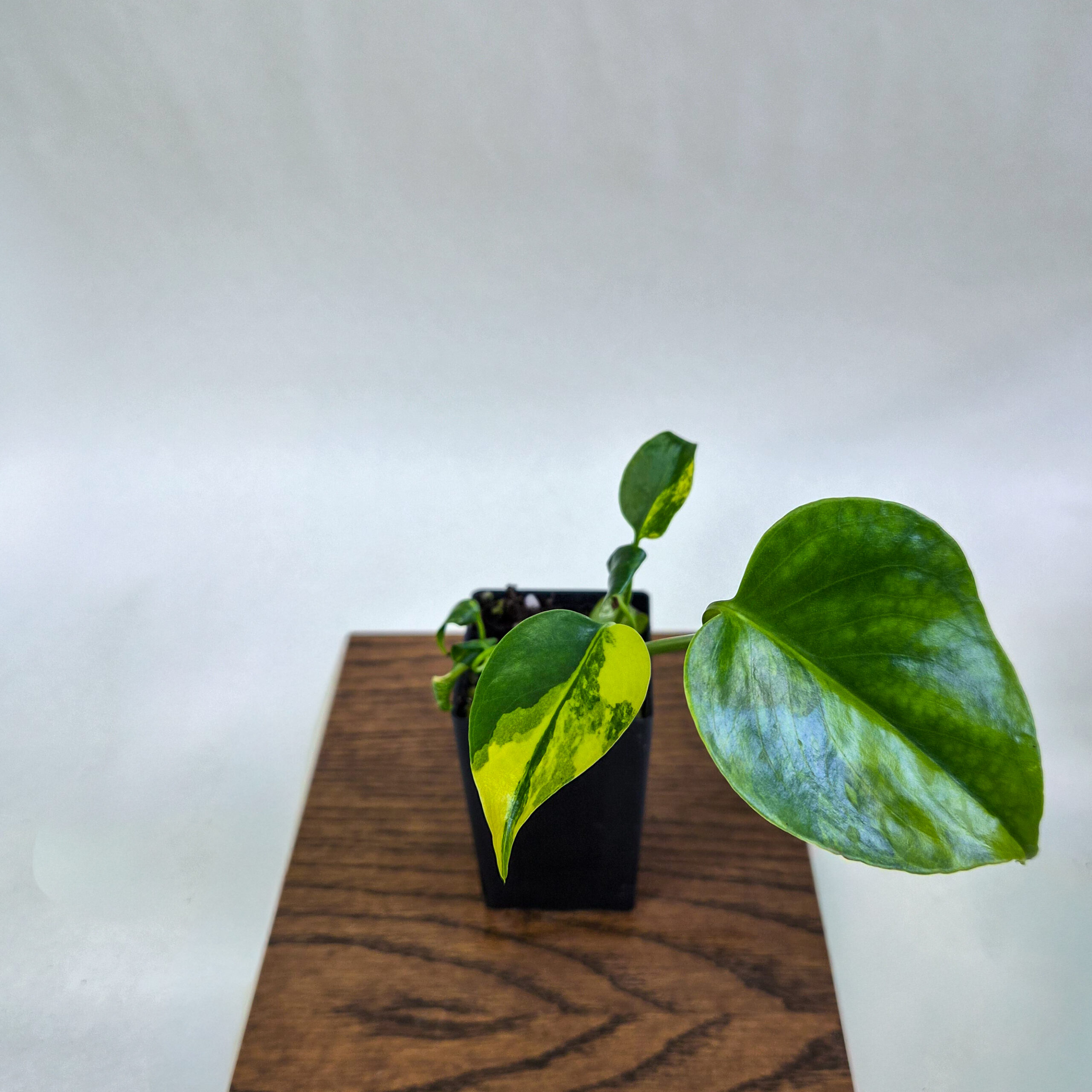 Monstera Aurea