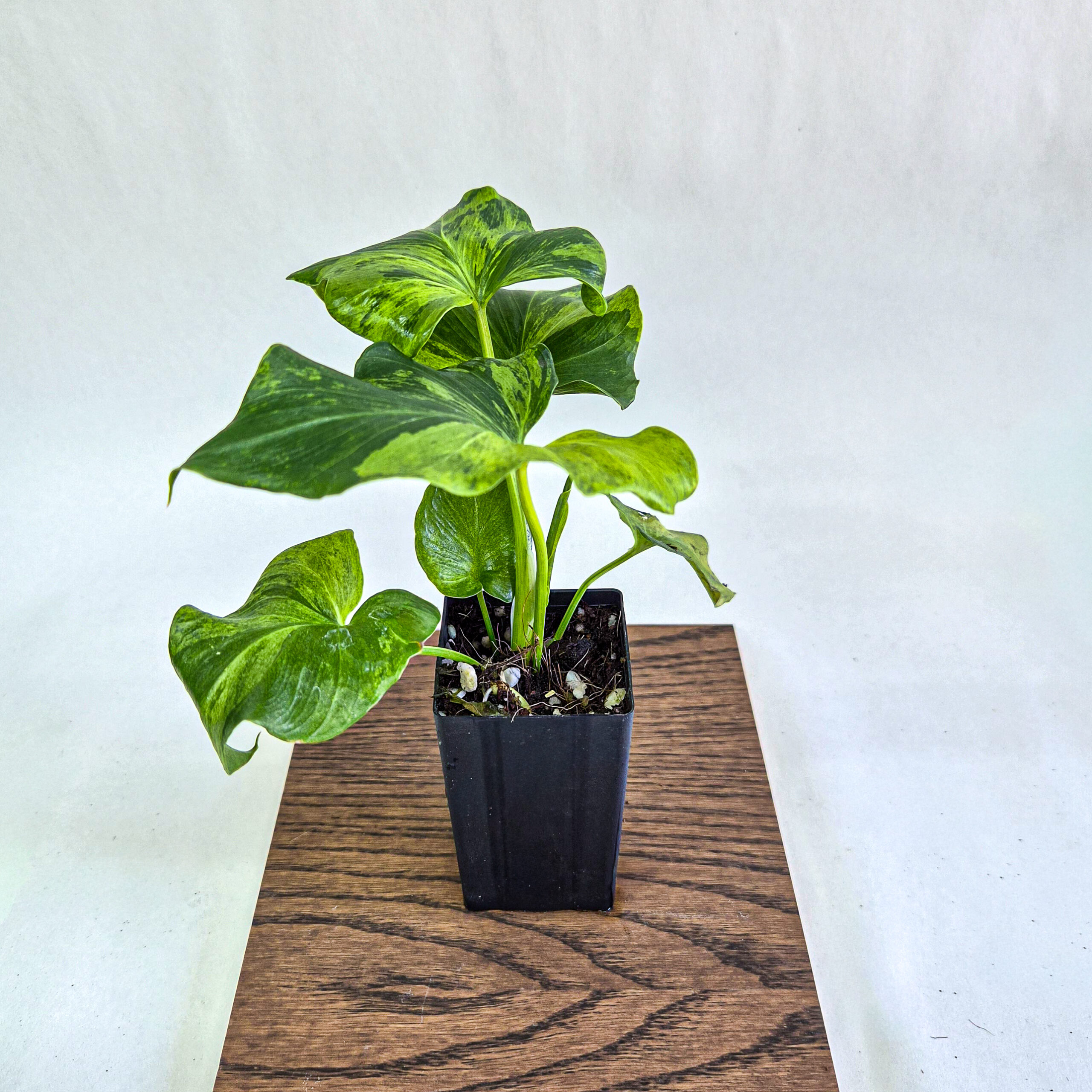 Philodendron Hope Variegated