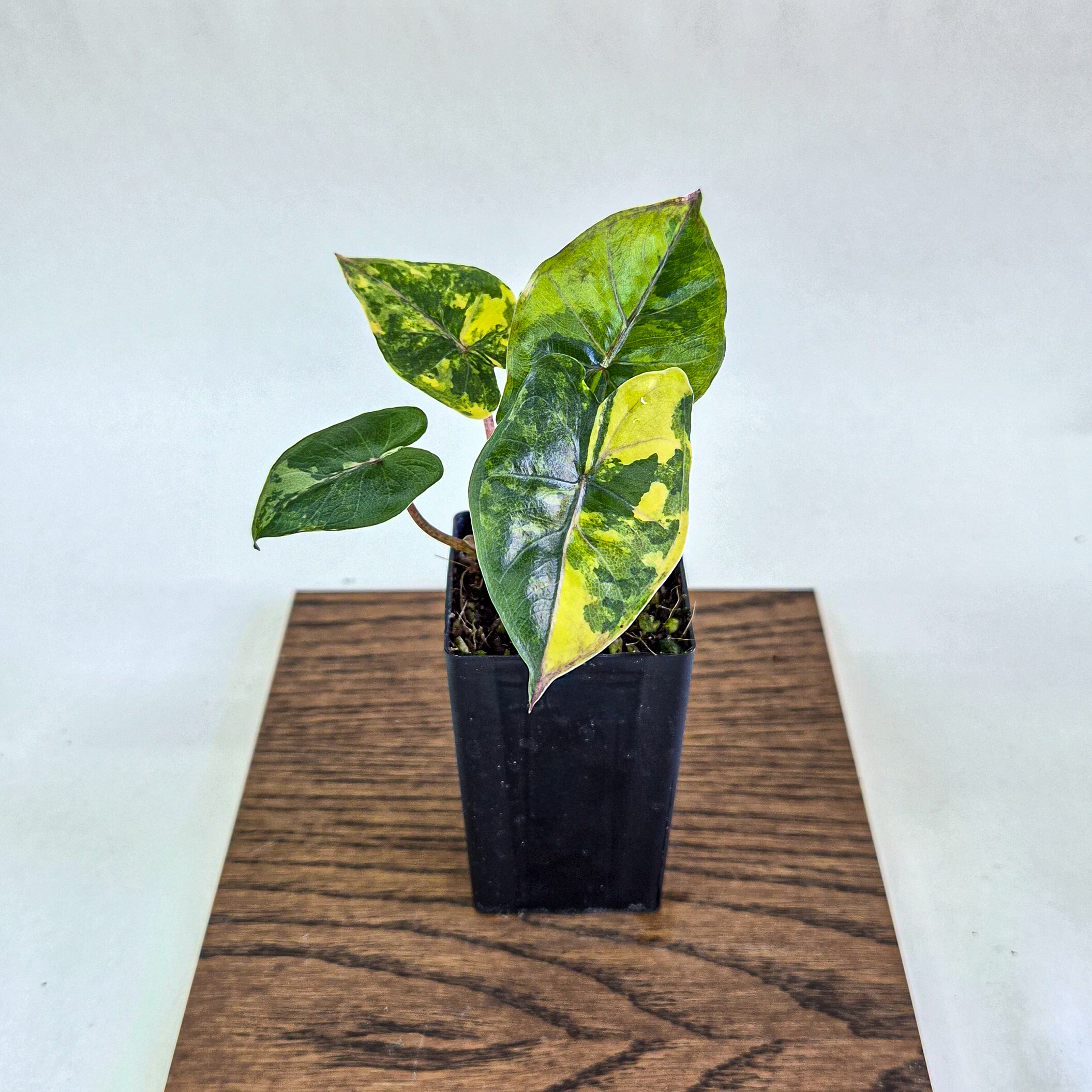 Alocasia Bambino Aurea