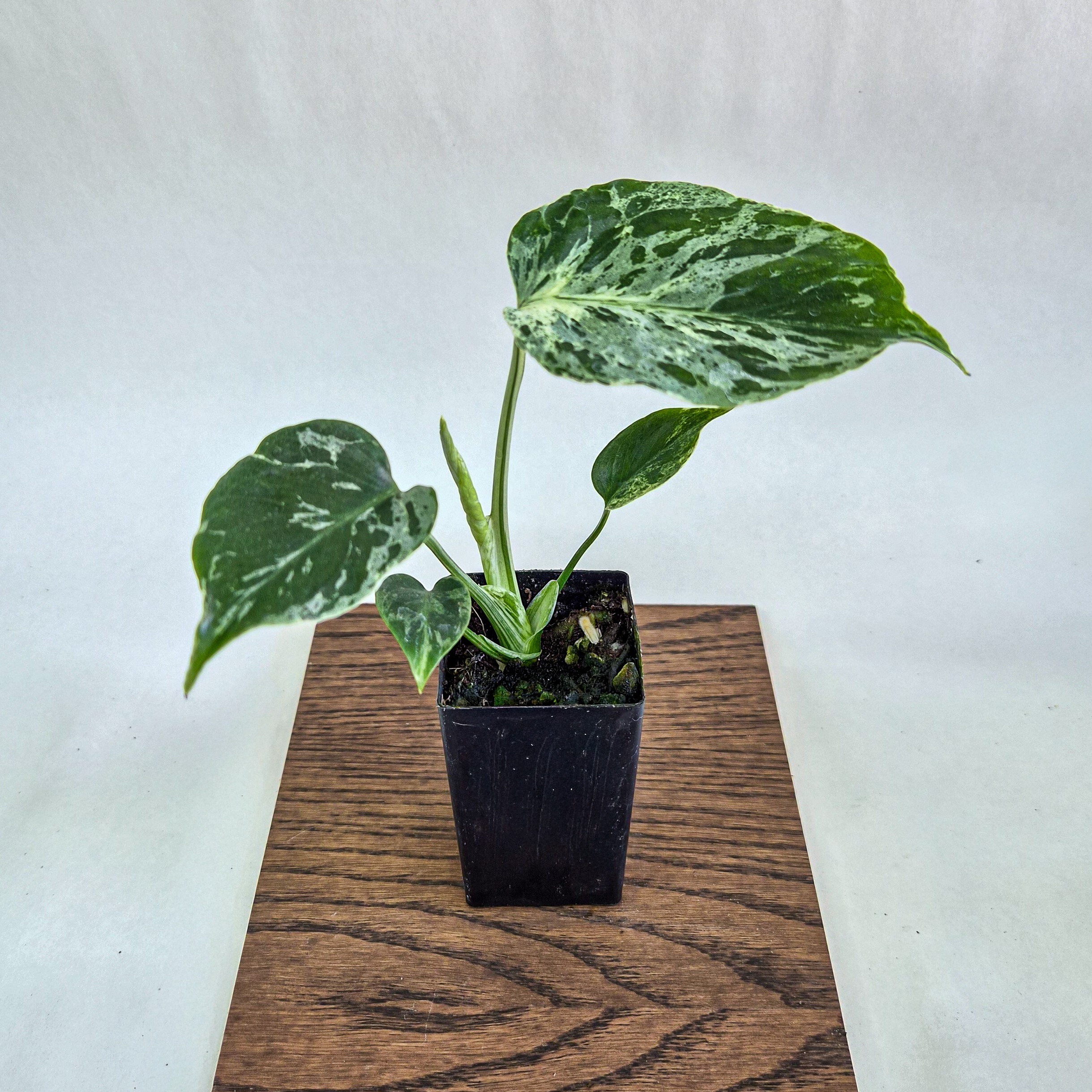 Monstera Bulbasaur