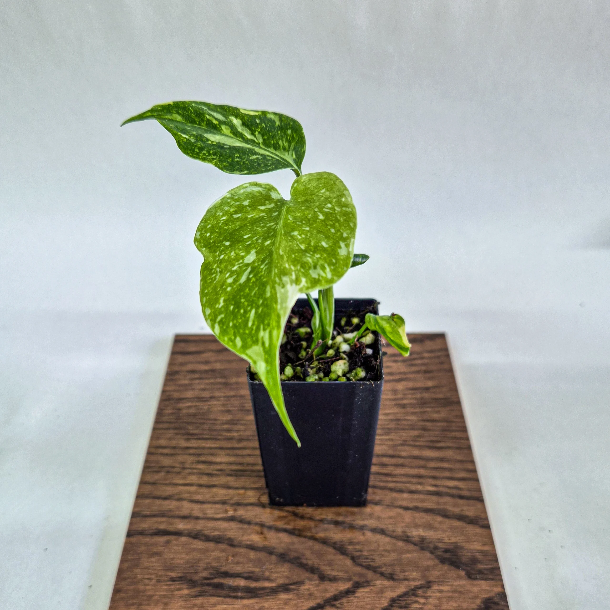 Monstera deliciosa ‘Electro Light’