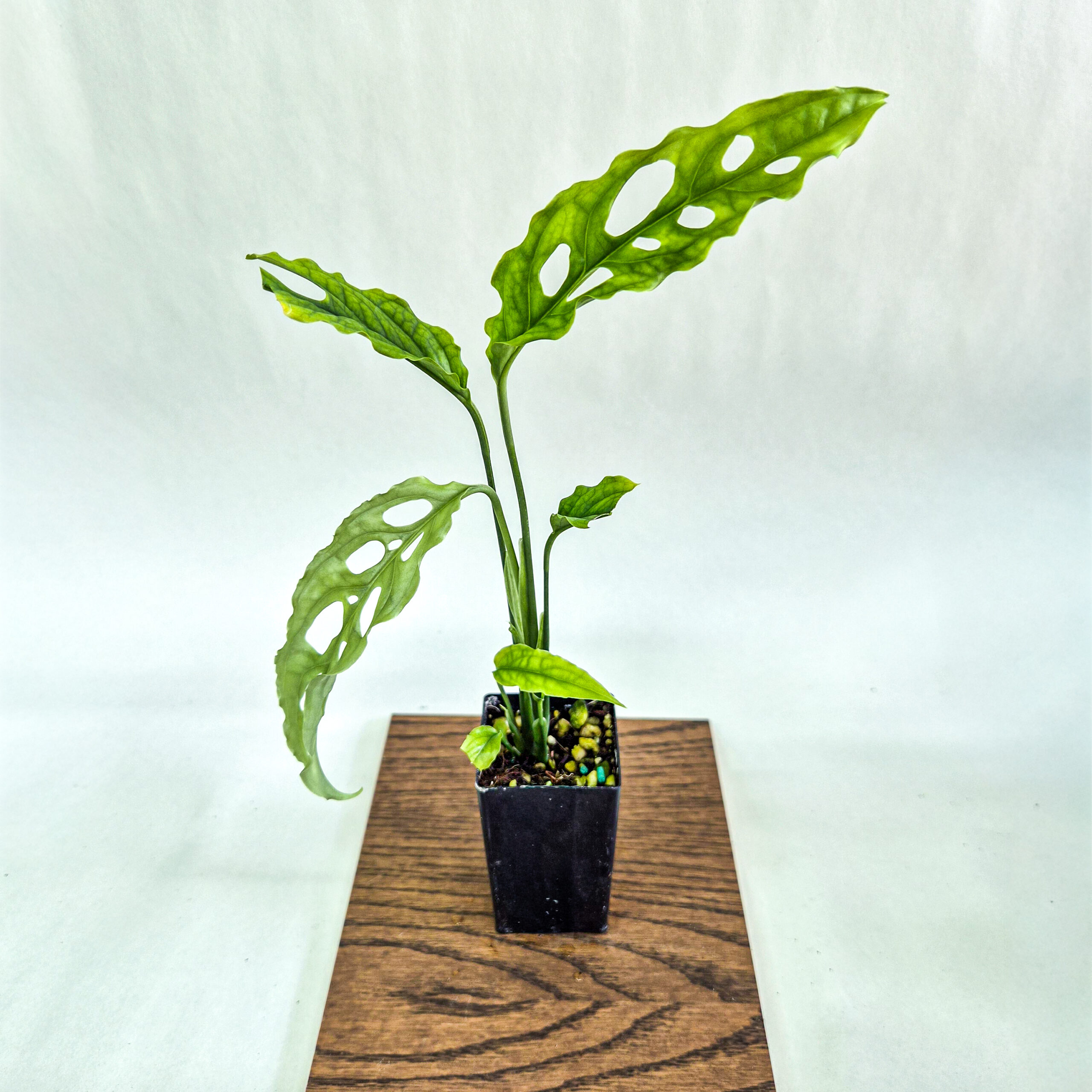 Monstera obliqua Plant