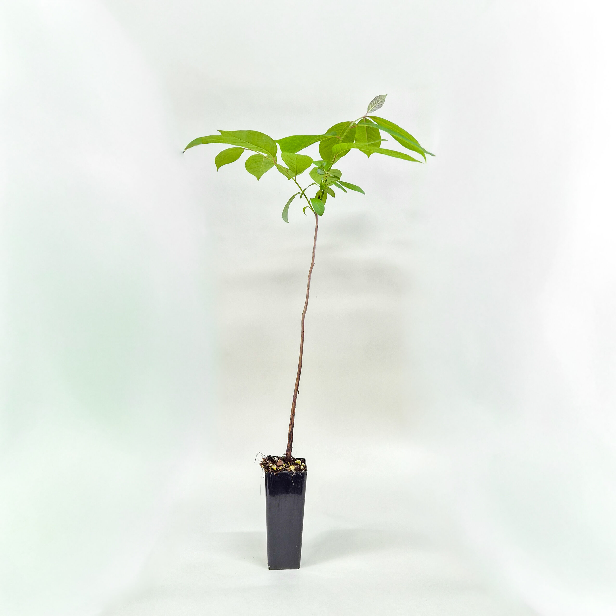 American Persimmon Plant