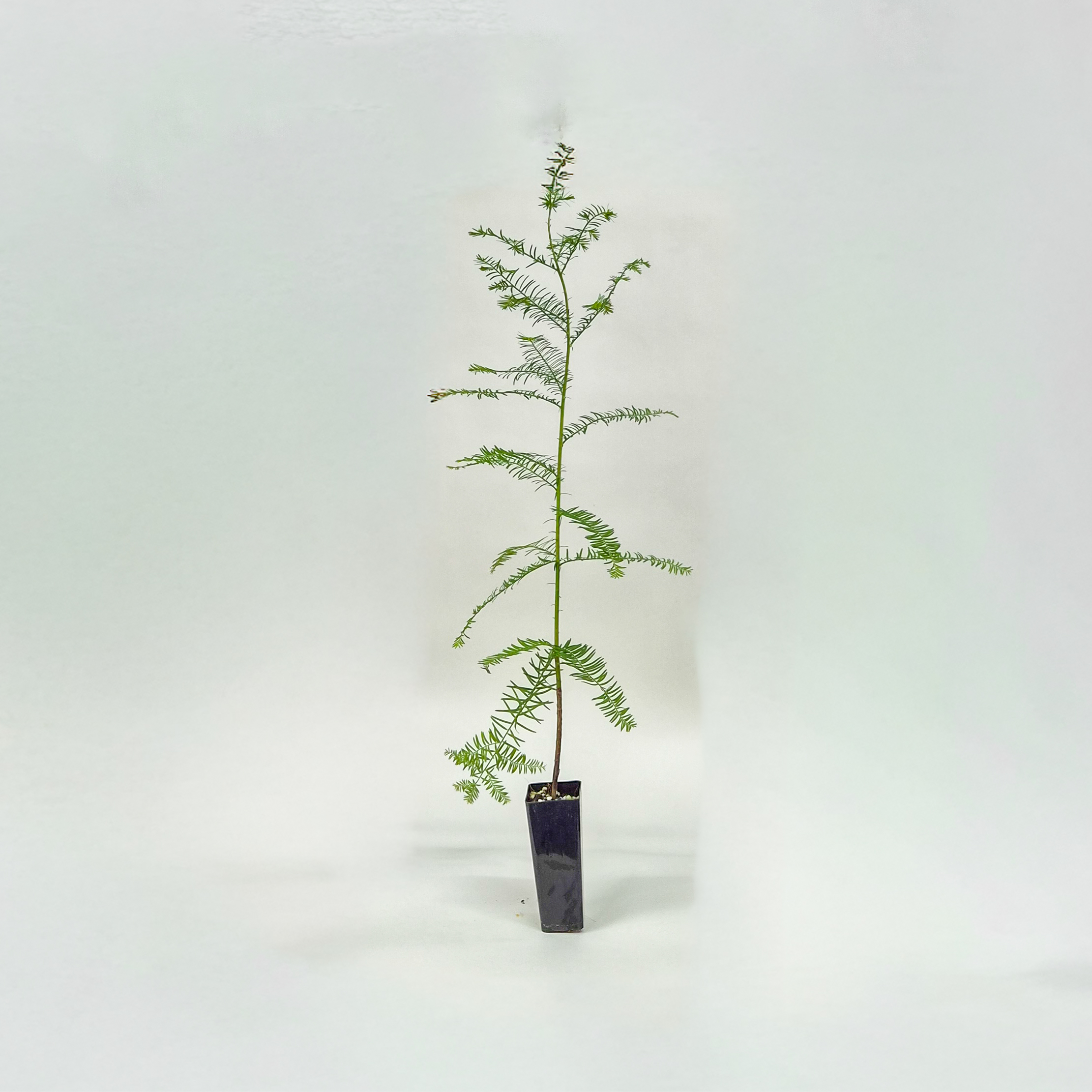 Bald Cypress Plant