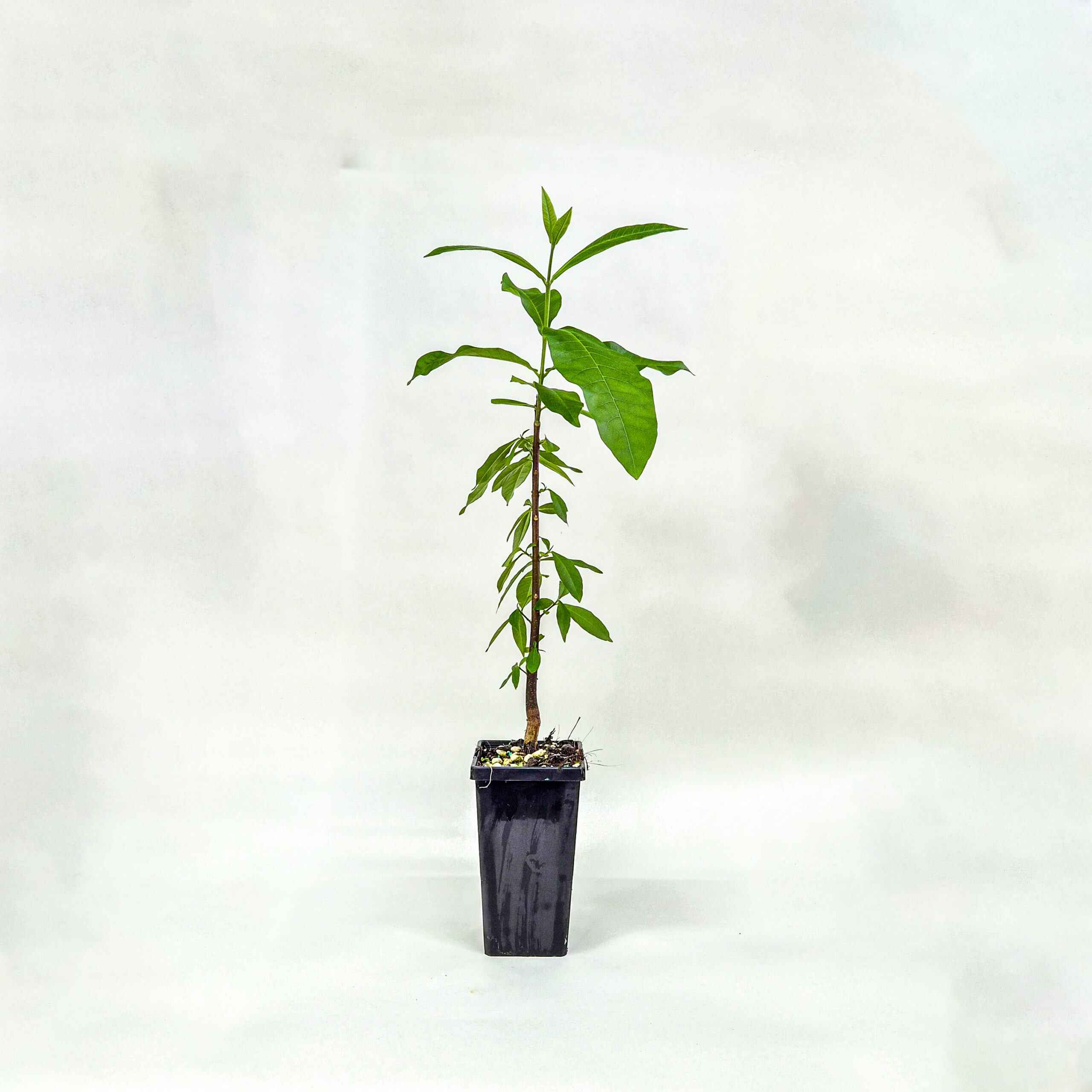 Cape Chestnut Tree