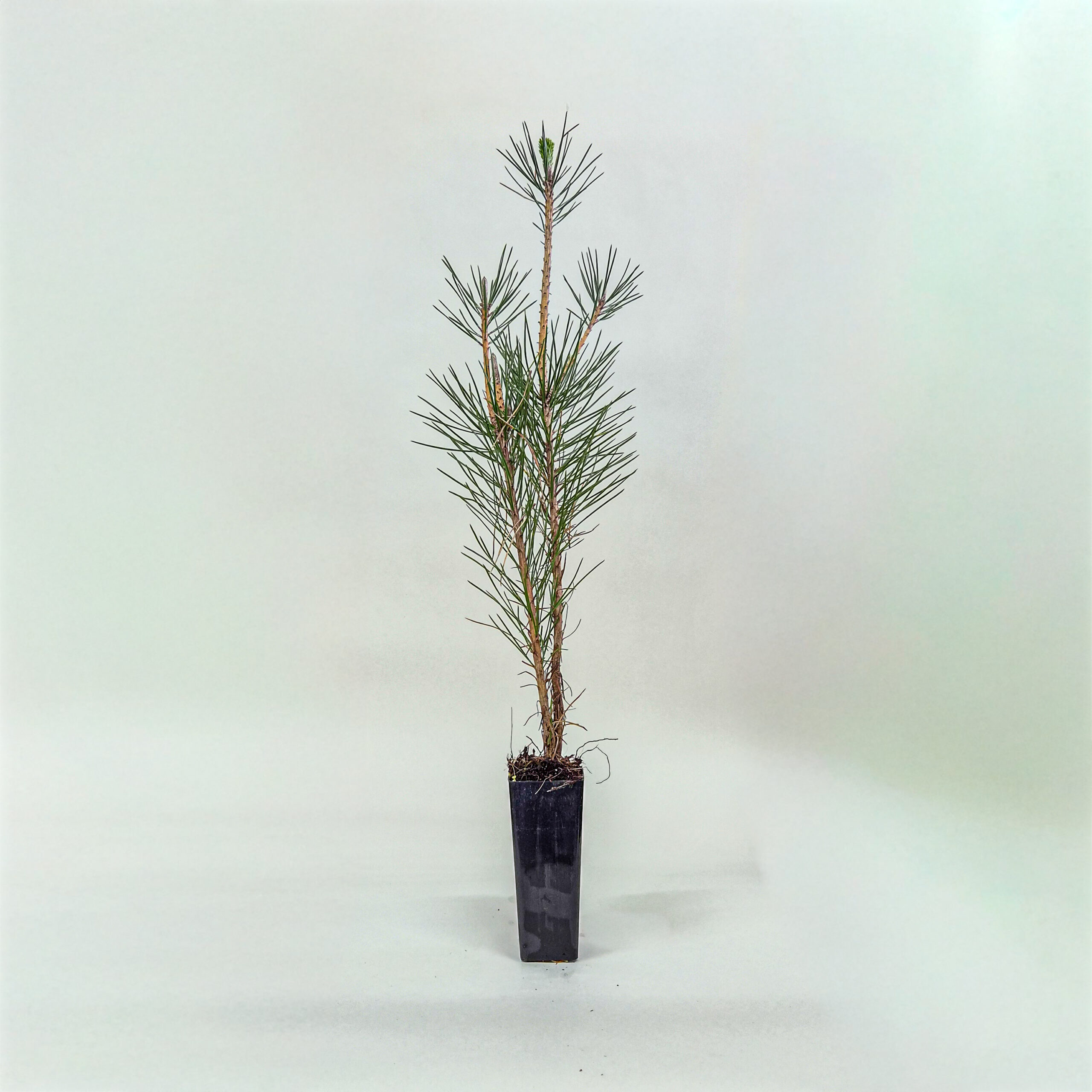 Japanese Black Pine