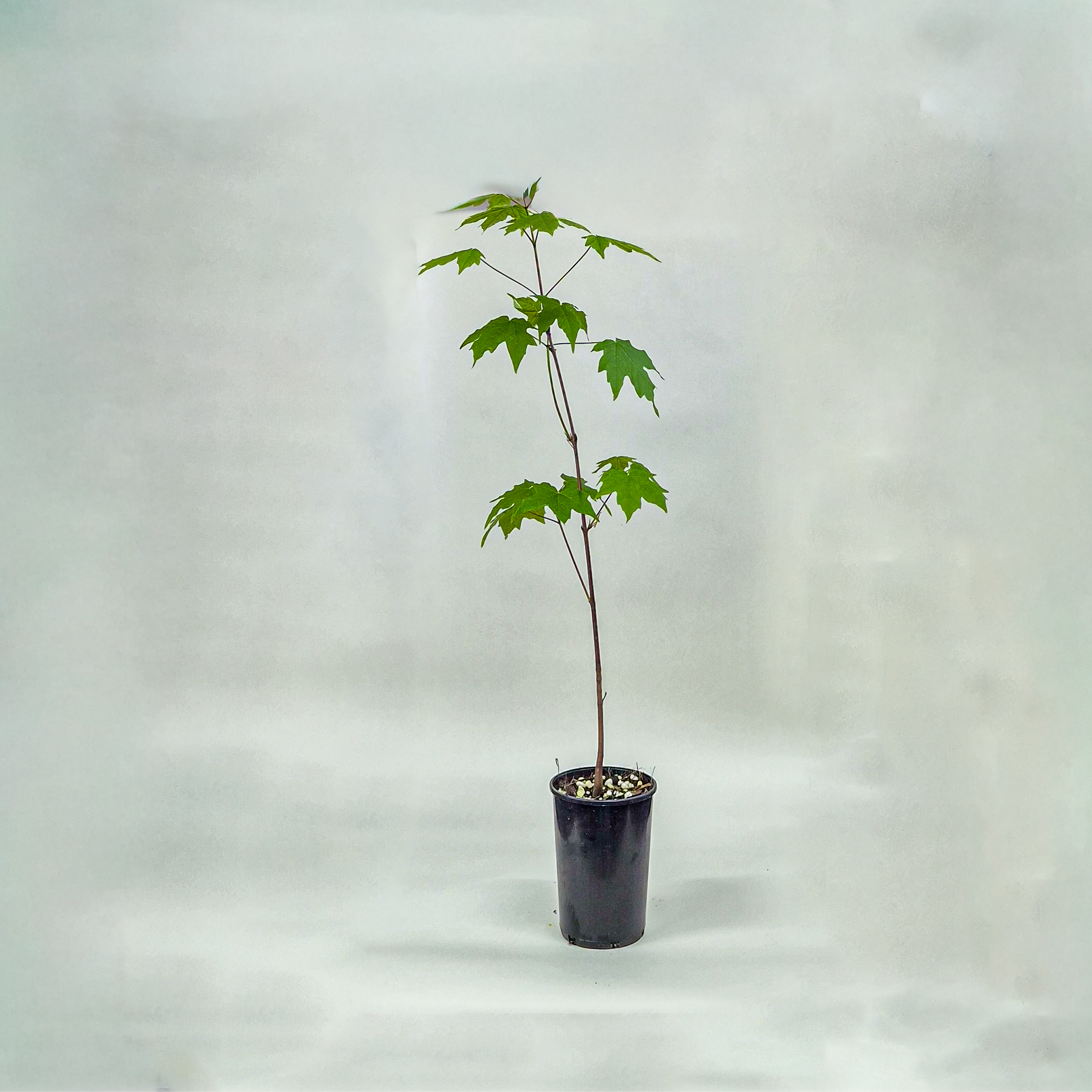 Sugar Maple Plant