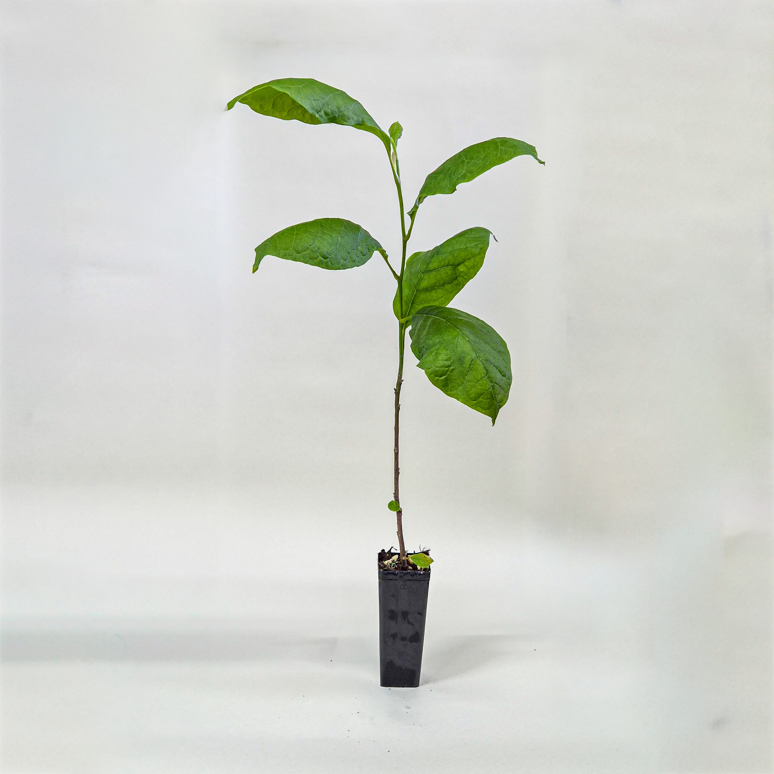 Magnolia soulangeana