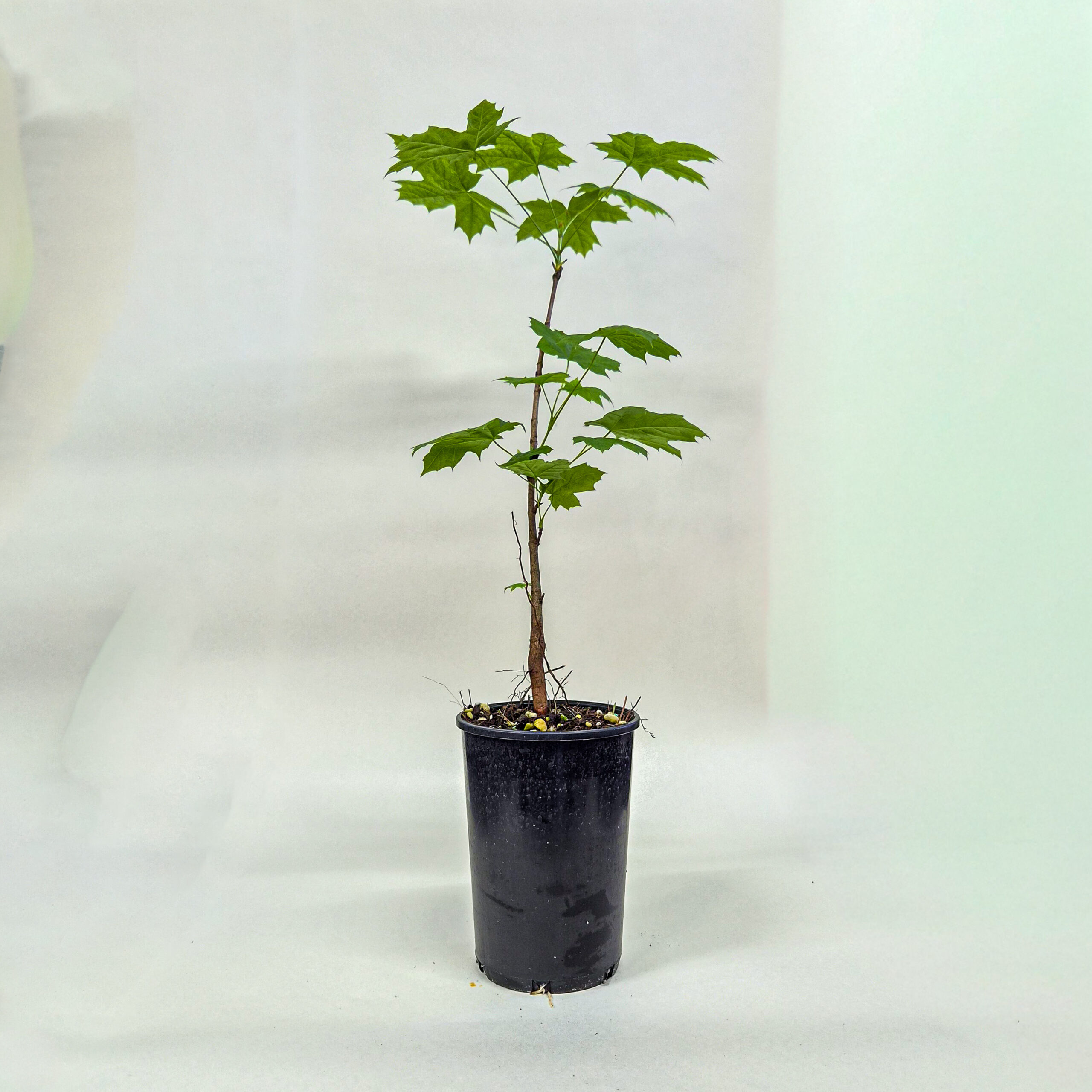 Norway Maple